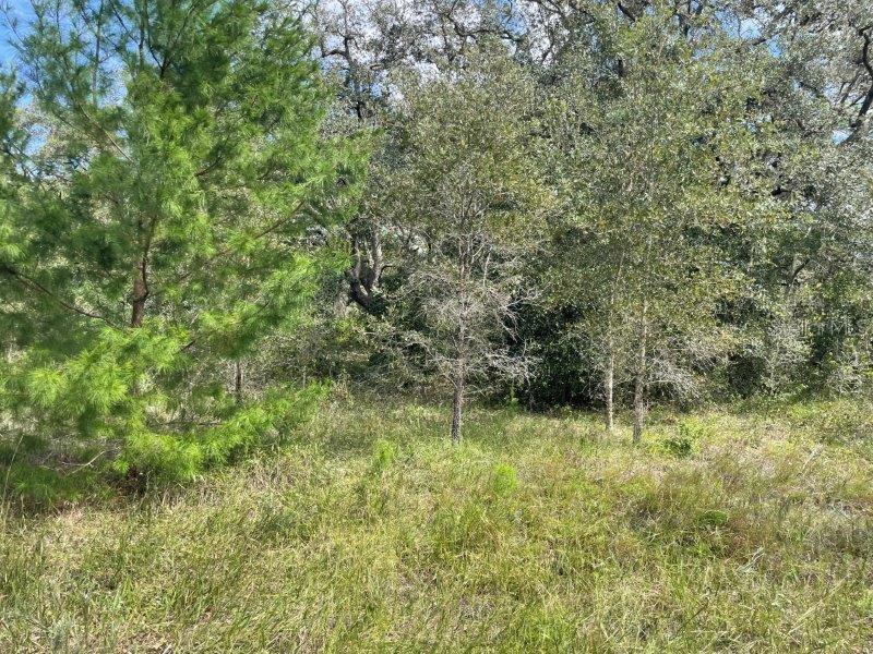 13520 SADDLEBACK TRL, SPRING HILL, FL, 34610
