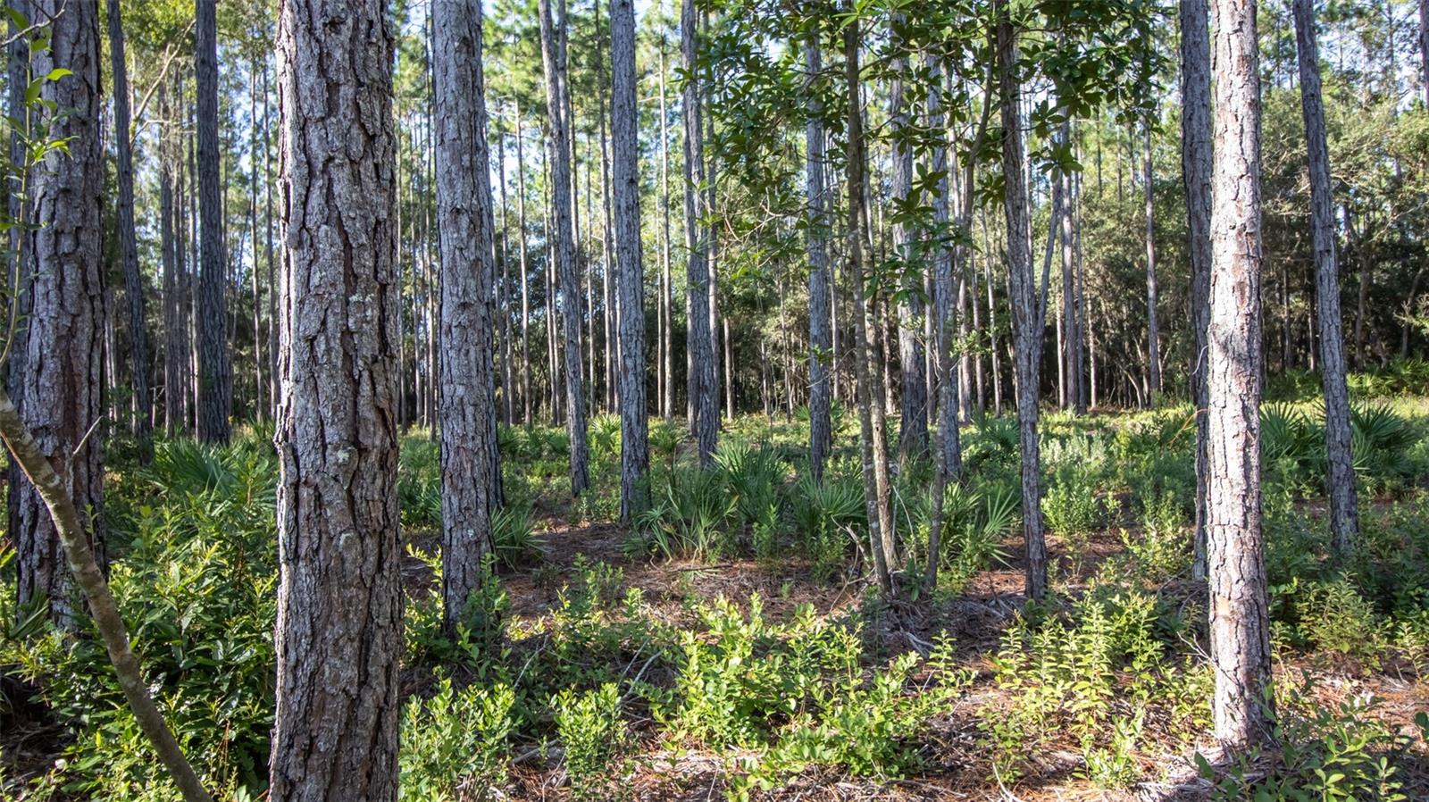 120 NEAL RD, HAWTHORNE, FL, 32640