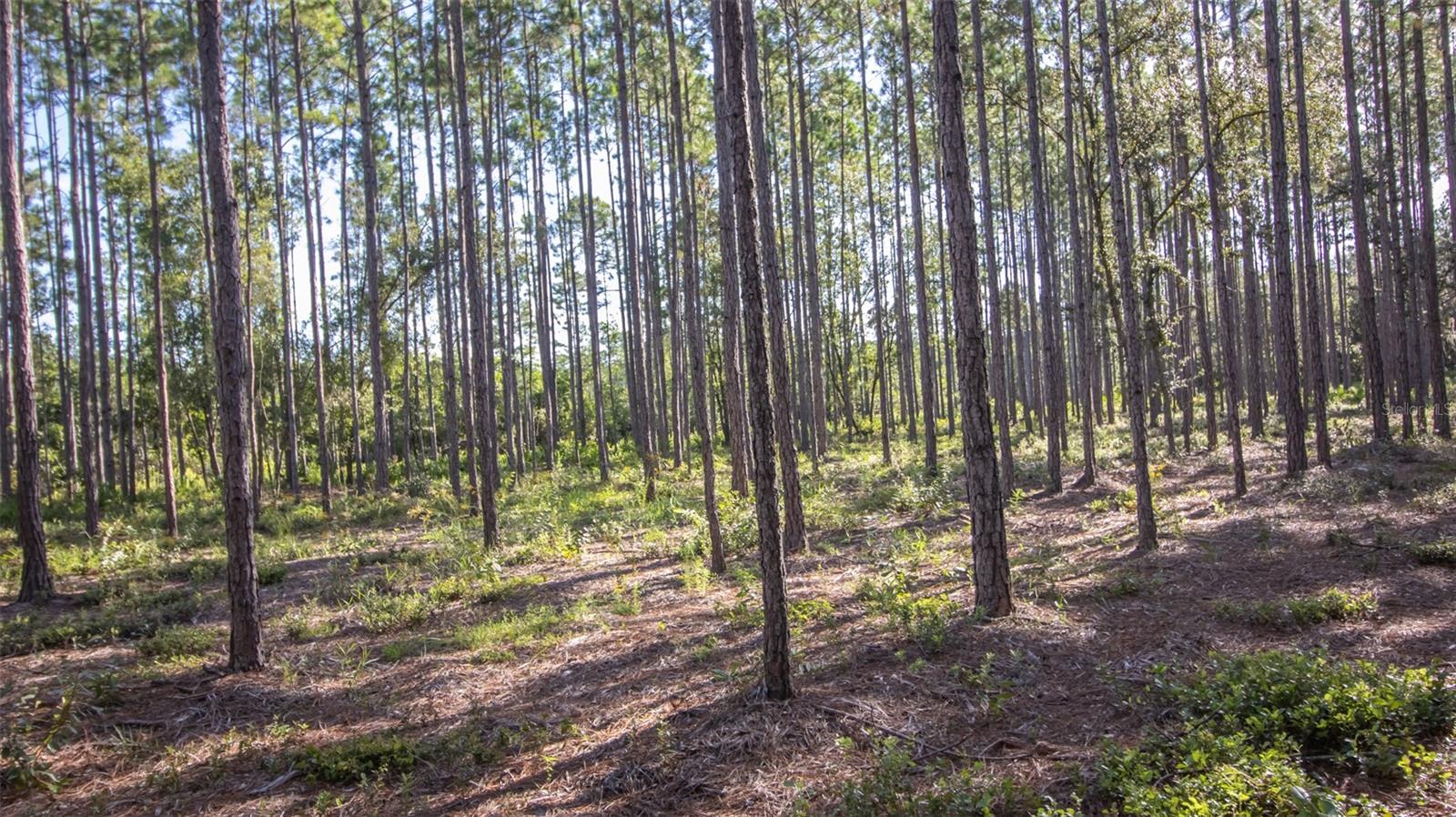 120 NEAL RD, HAWTHORNE, FL, 32640