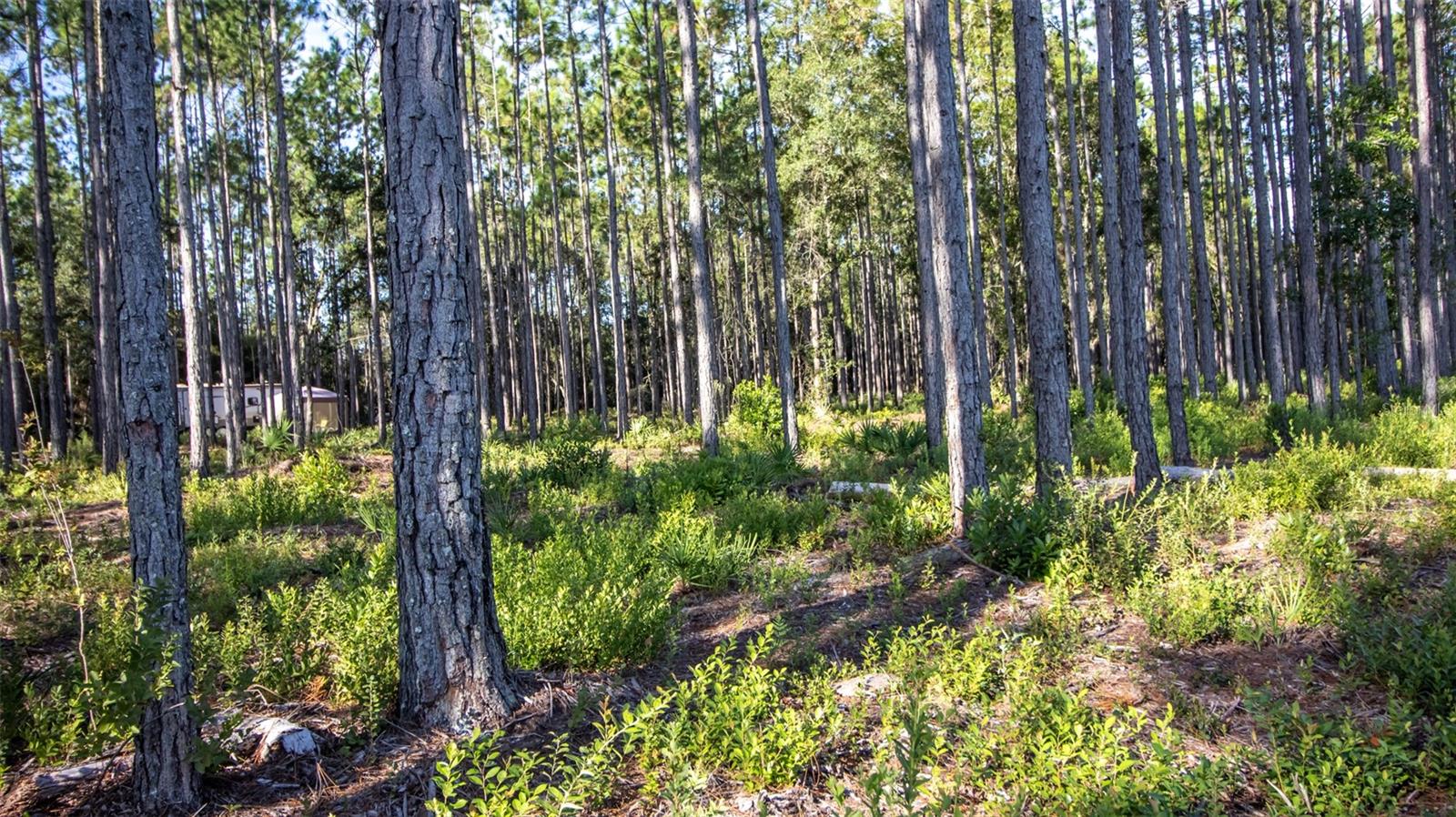 120 NEAL RD, HAWTHORNE, FL, 32640
