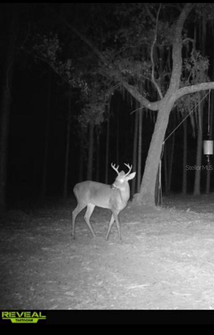 120 NEAL RD, HAWTHORNE, FL, 32640