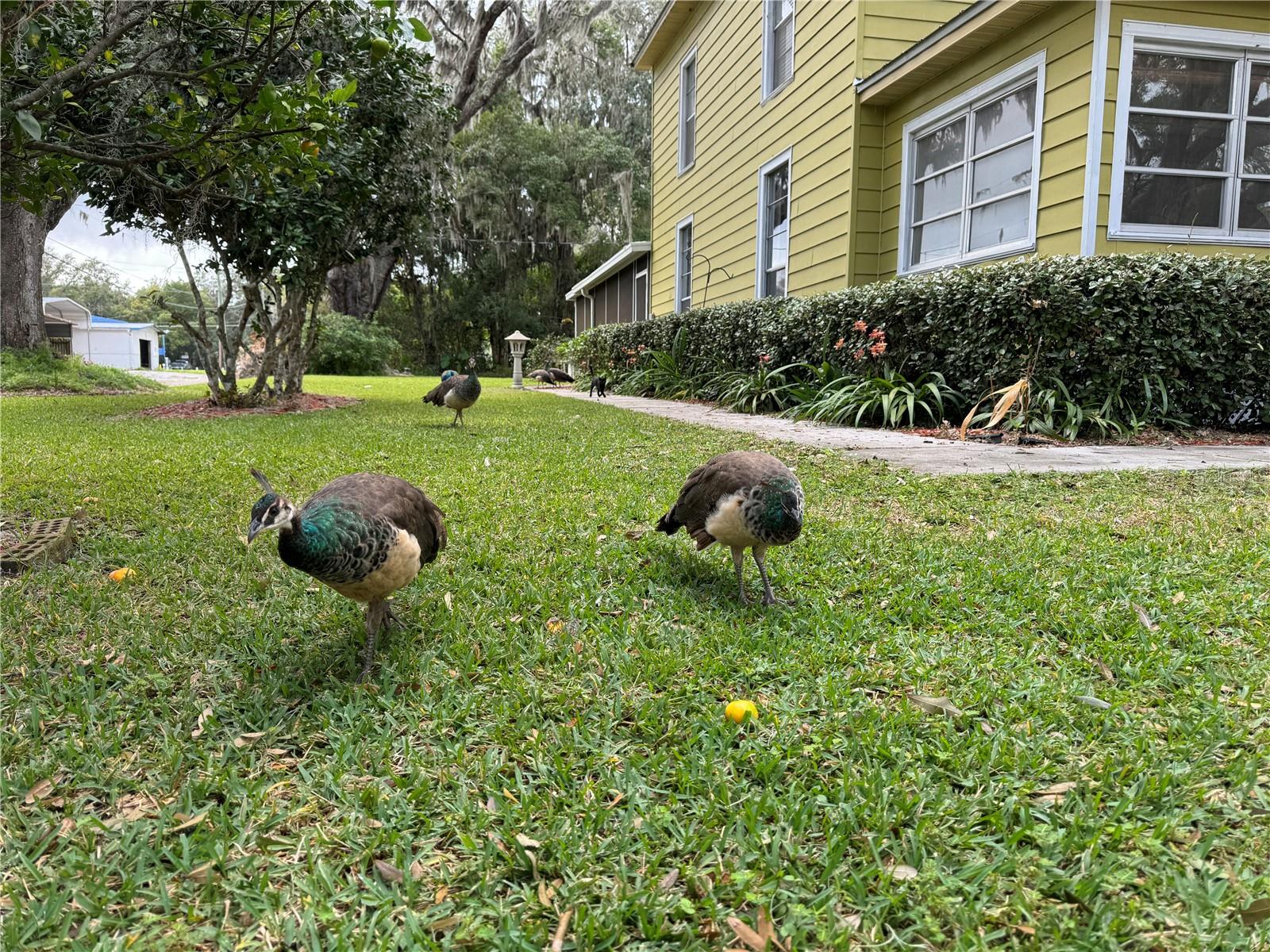 244 S PROSPECT ST, CRESCENT CITY, FL, 32112