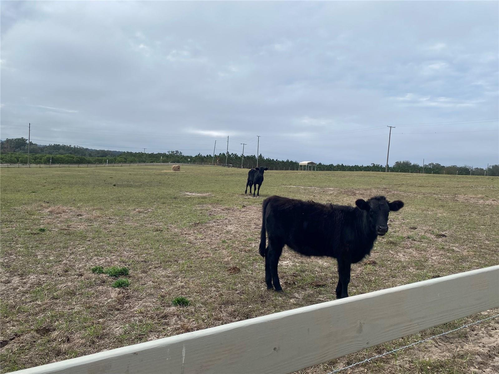 905 N CROOKED LAKE DR, BABSON PARK, FL, 33827