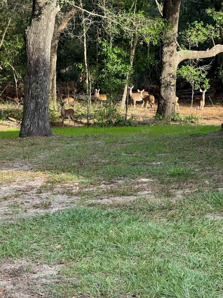 26240 WILLOW ST, BROOKSVILLE, FL, 34601