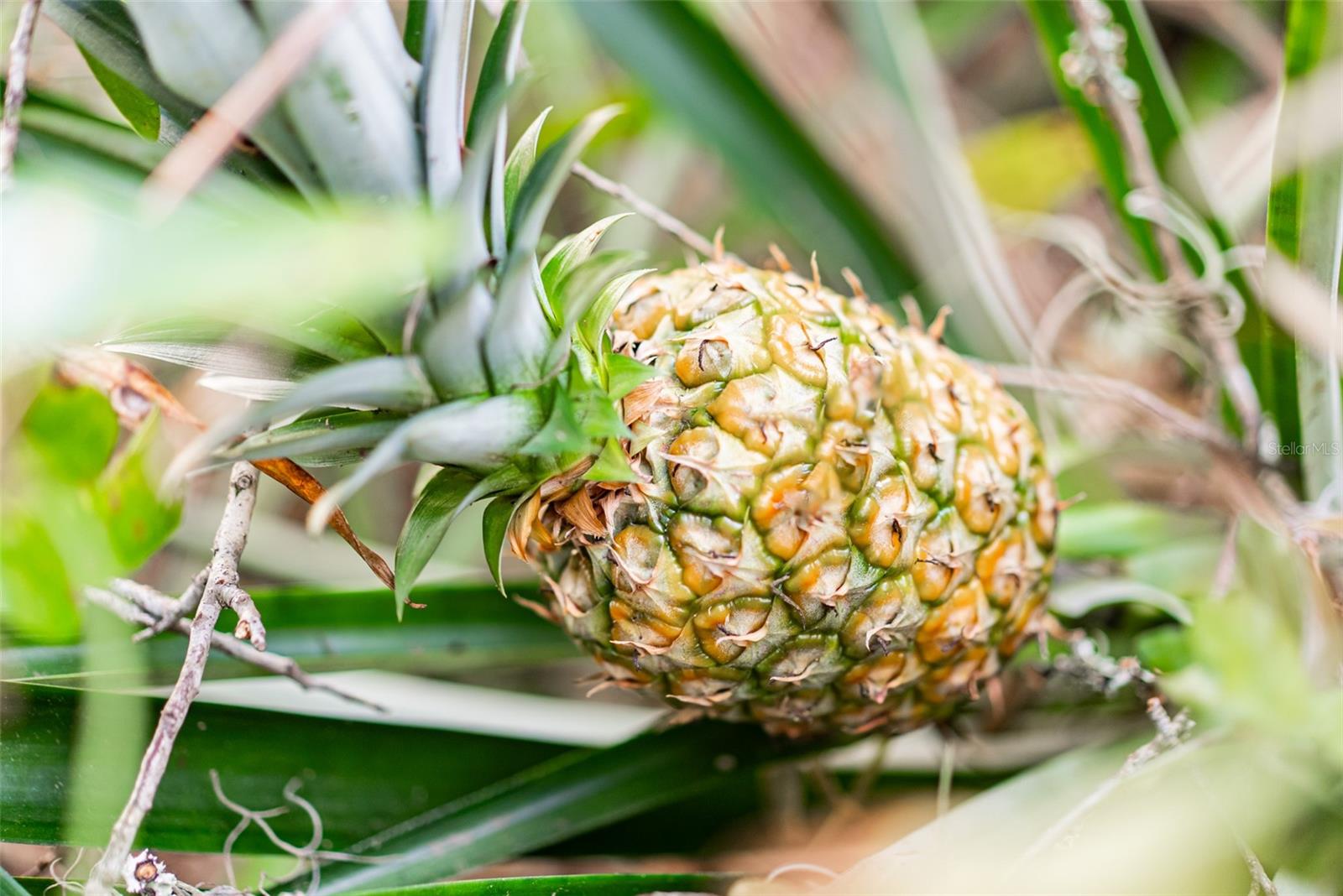 6000 MARTHAS LN, SAINT CLOUD, FL, 34771