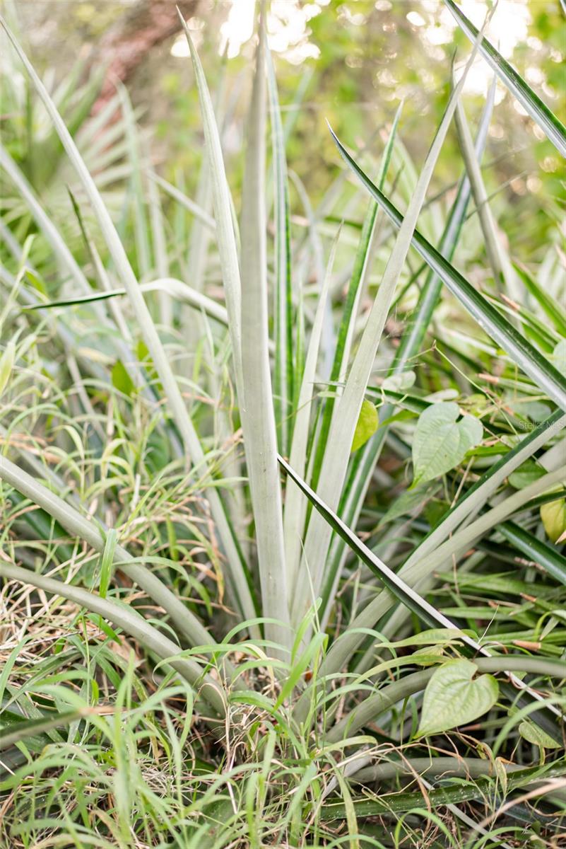 6000 MARTHAS LN, SAINT CLOUD, FL, 34771