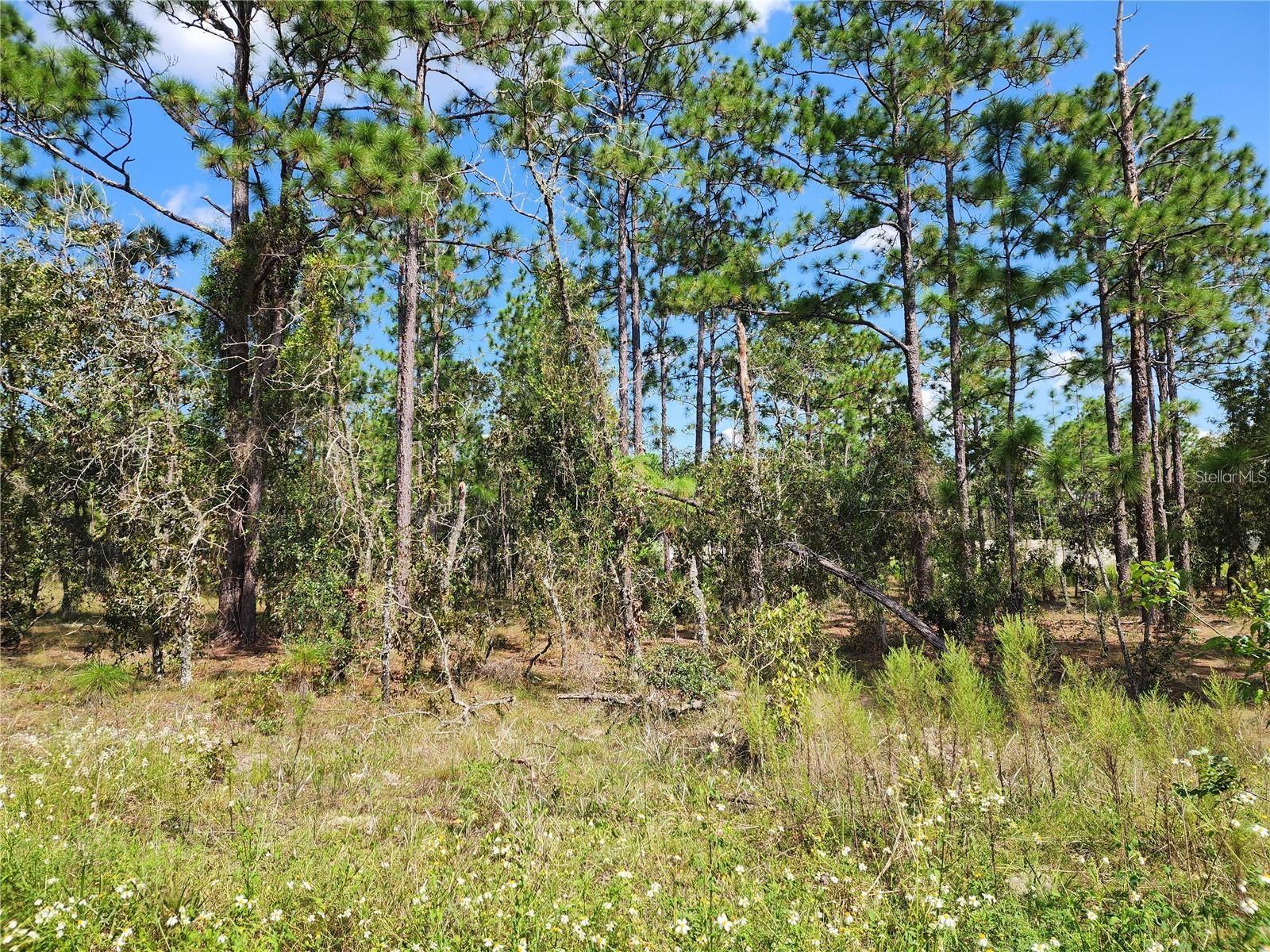 TBD SW RIDGEWOOD RD, DUNNELLON, FL, 34431