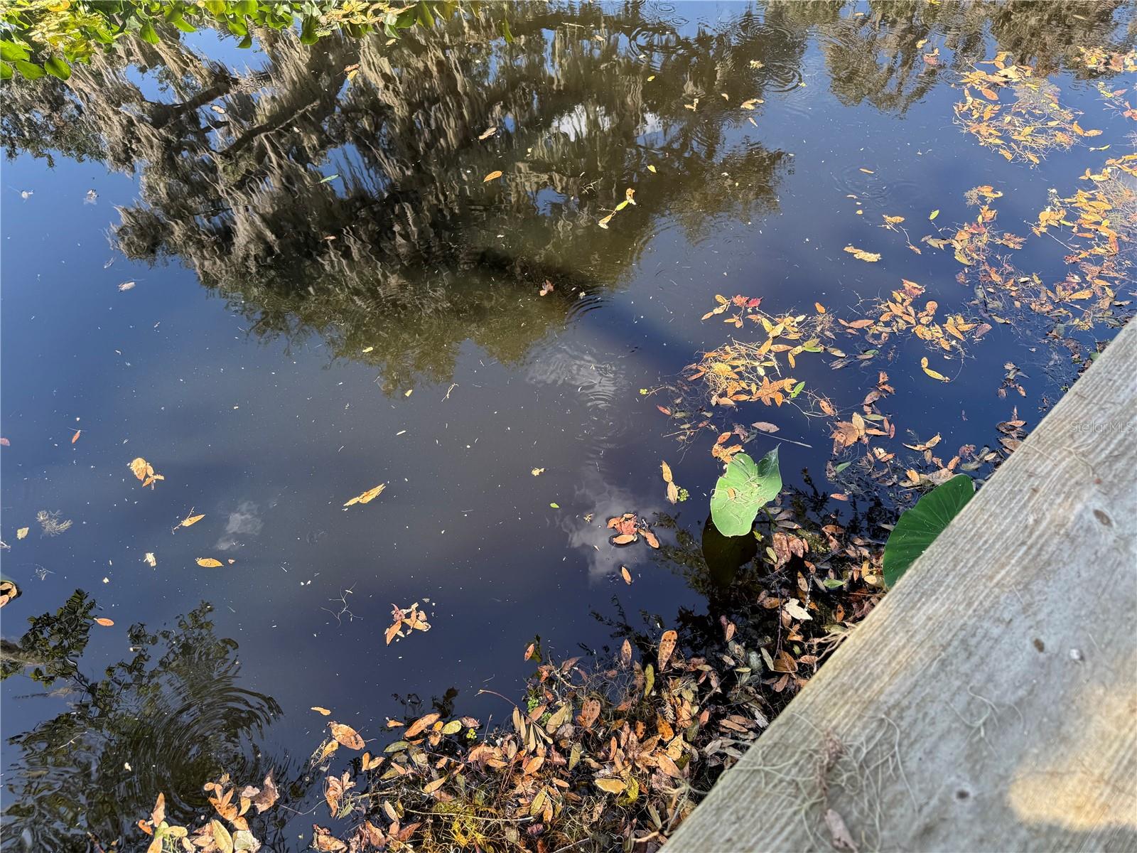2494 COUNTY ROAD 447, LAKE PANASOFFKEE, FL, 33538