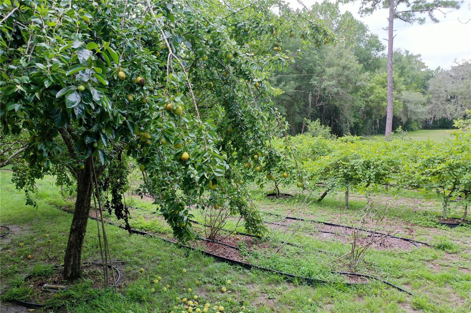113 KENT ESTATE RD, ELKTON, FL, 32033