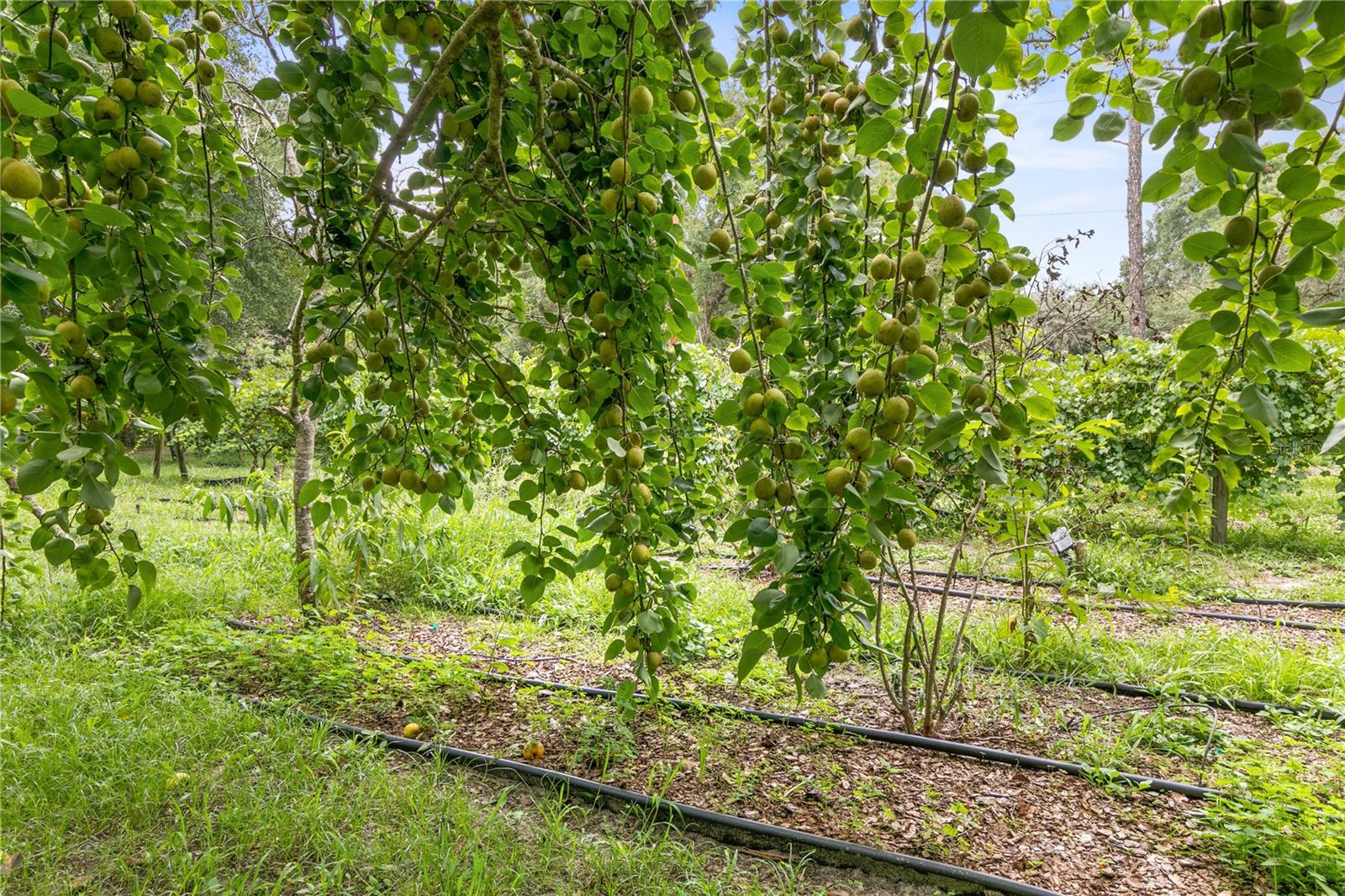 113 KENT ESTATE RD, ELKTON, FL, 32033