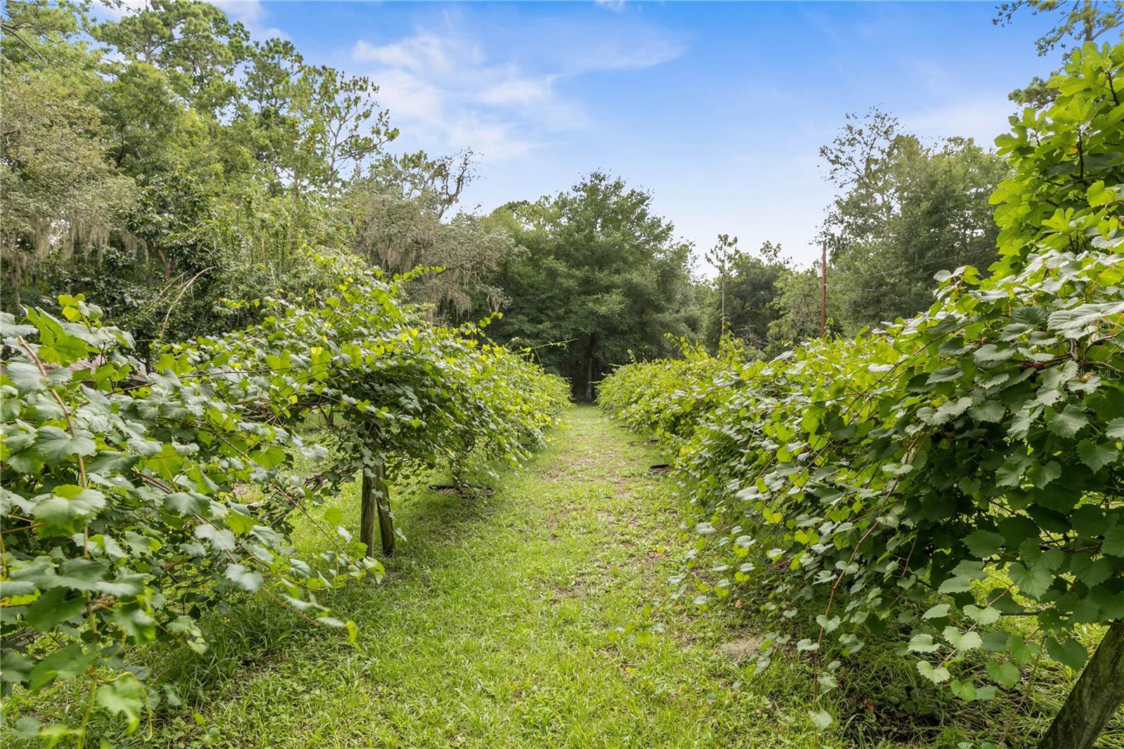 113 KENT ESTATE RD, ELKTON, FL, 32033