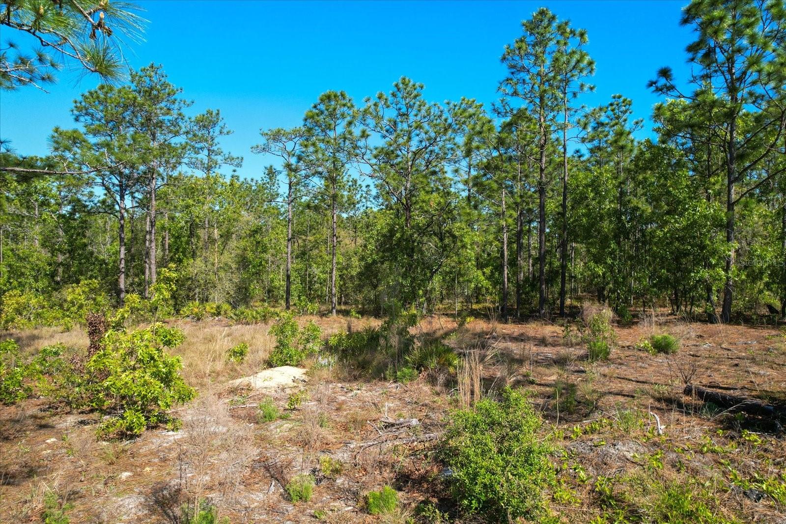 12090 RASCHKE RUN, WEEKI WACHEE, FL, 34614