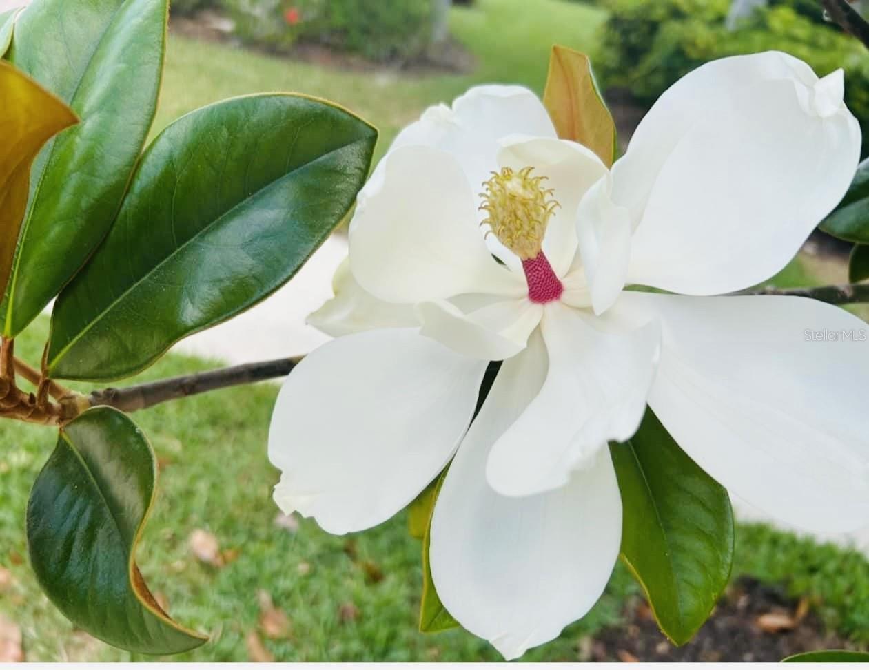 13101 N ORIAGO ST, VENICE, FL, 34293