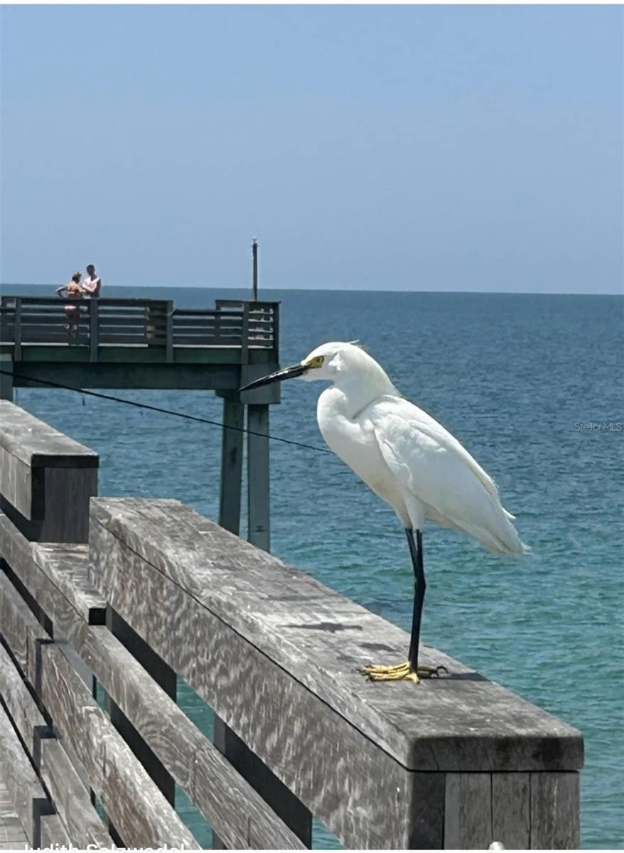 13101 N ORIAGO ST, VENICE, FL, 34293