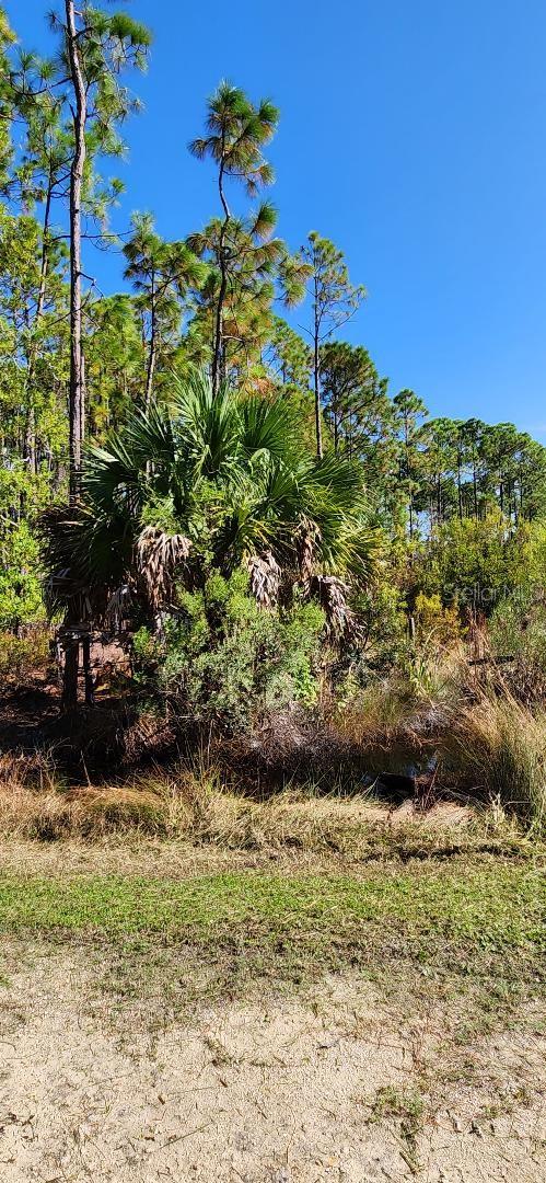 Lot 8 SW 104 ST, CEDAR KEY, FL, 32625