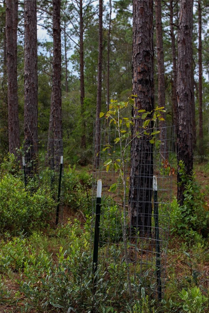KIJIK TRL, GROVELAND, FL, 34736
