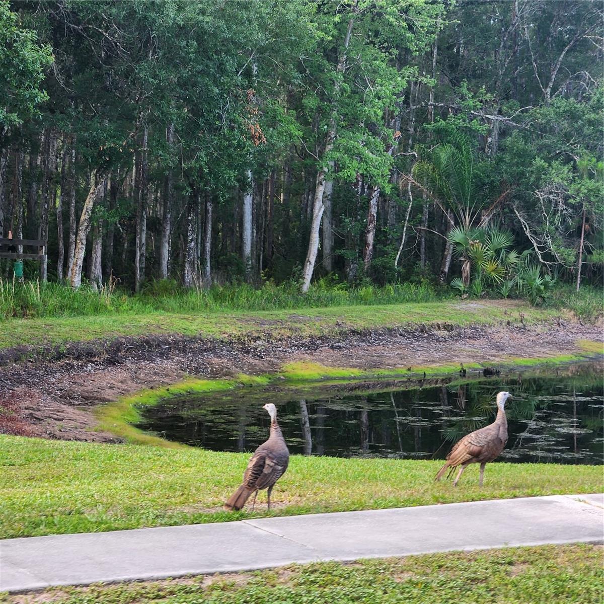 5476 OAKRIDGE DR, PALM HARBOR, FL, 34685
