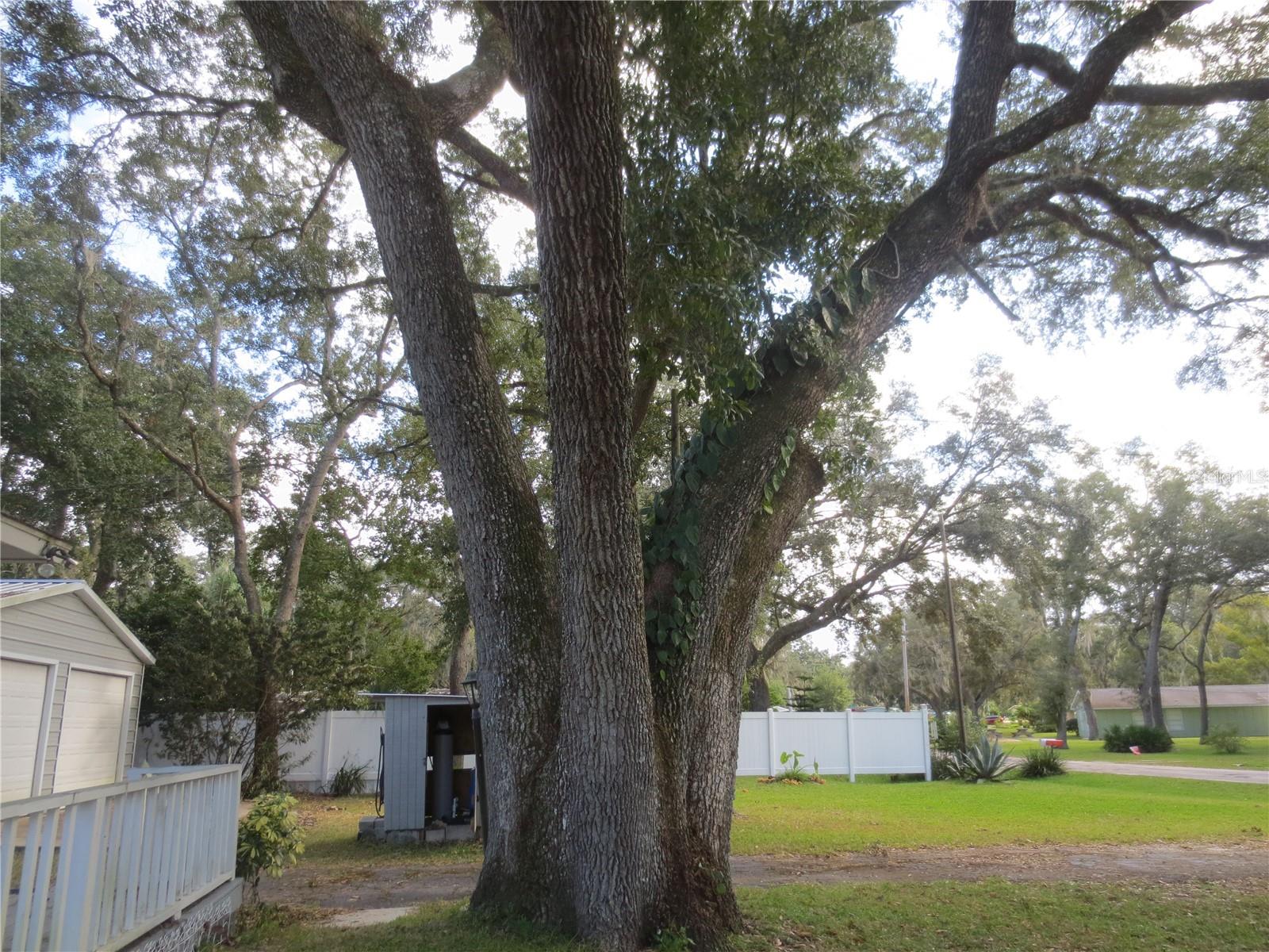 16939 SE 14TH STREET RD, SILVER SPRINGS, FL, 34488