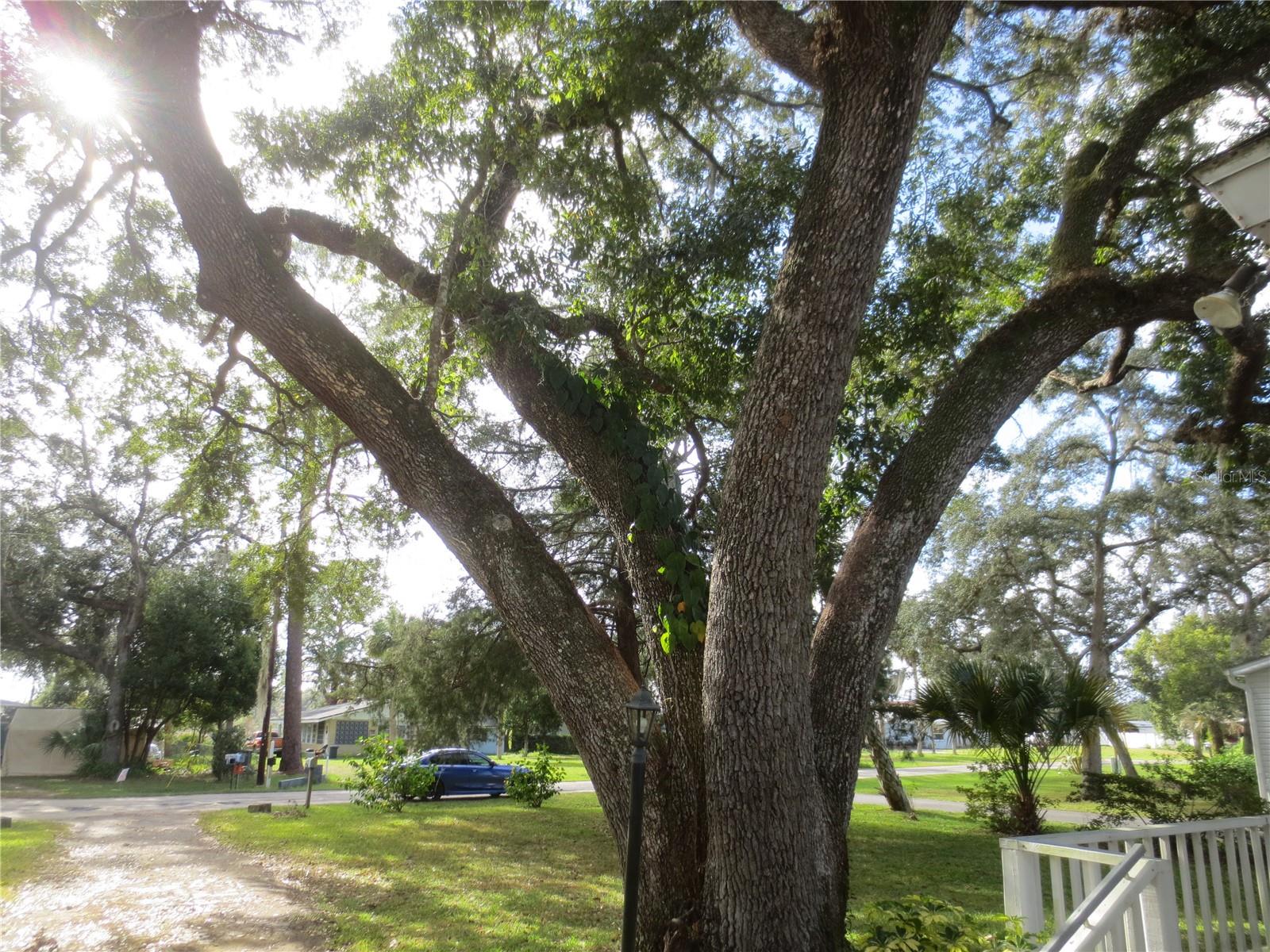 16939 SE 14TH STREET RD, SILVER SPRINGS, FL, 34488