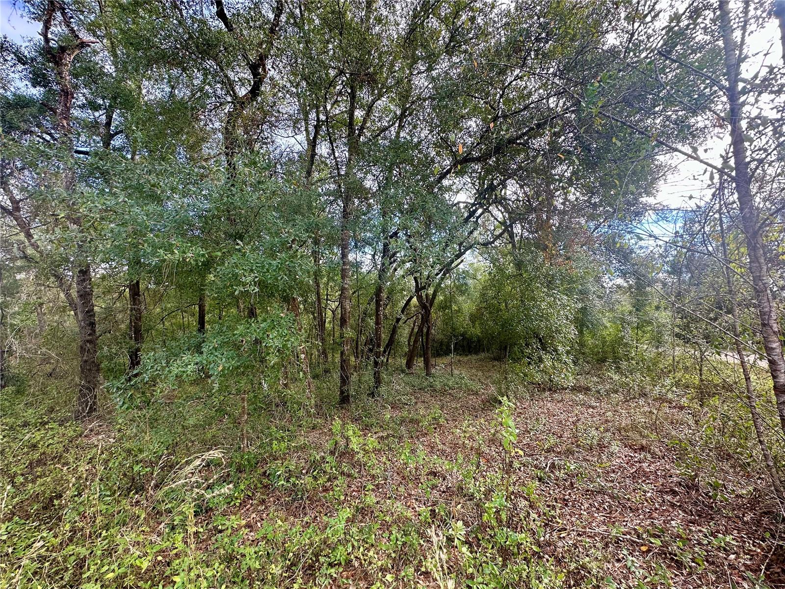 TBD NE 136TH TER, WILLISTON, FL, 32696