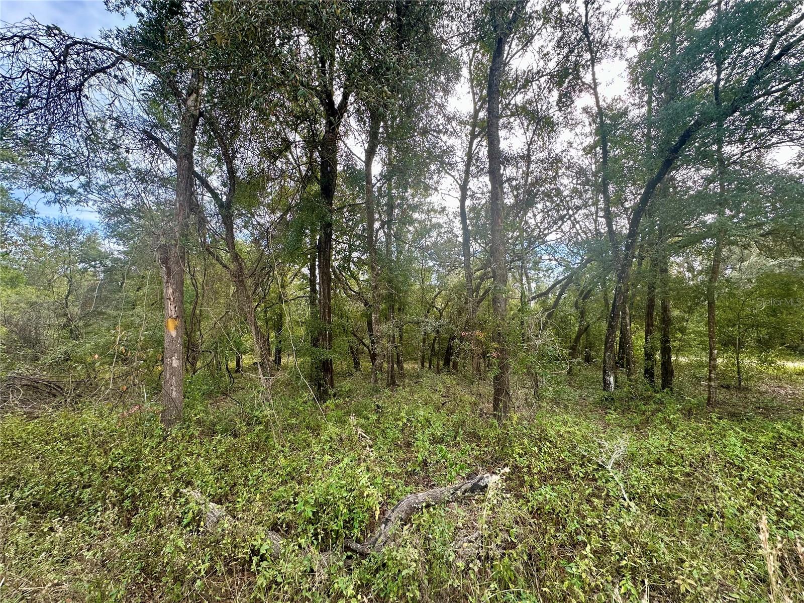 TBD NE 136TH TER, WILLISTON, FL, 32696