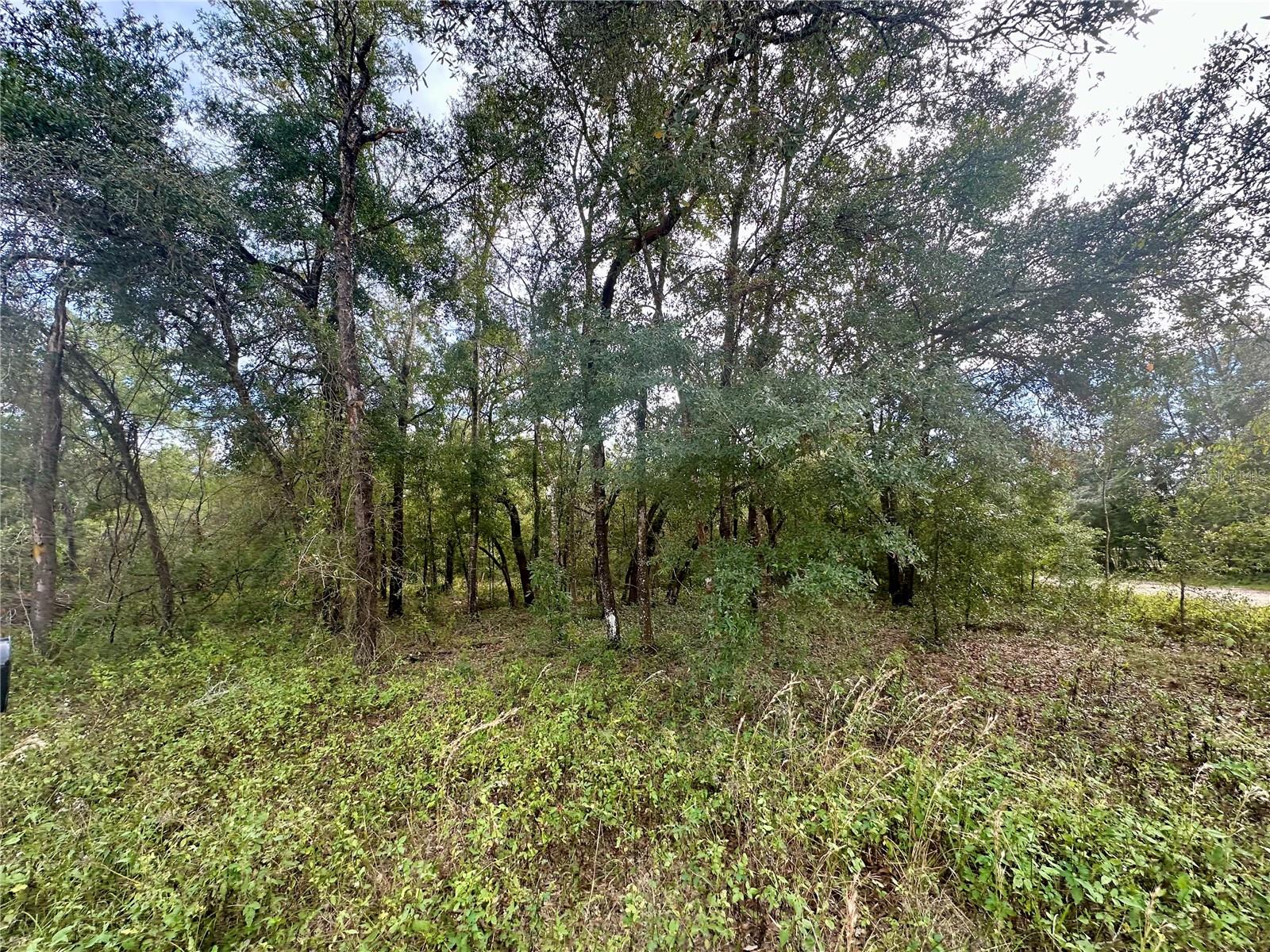 TBD NE 136TH TER, WILLISTON, FL, 32696