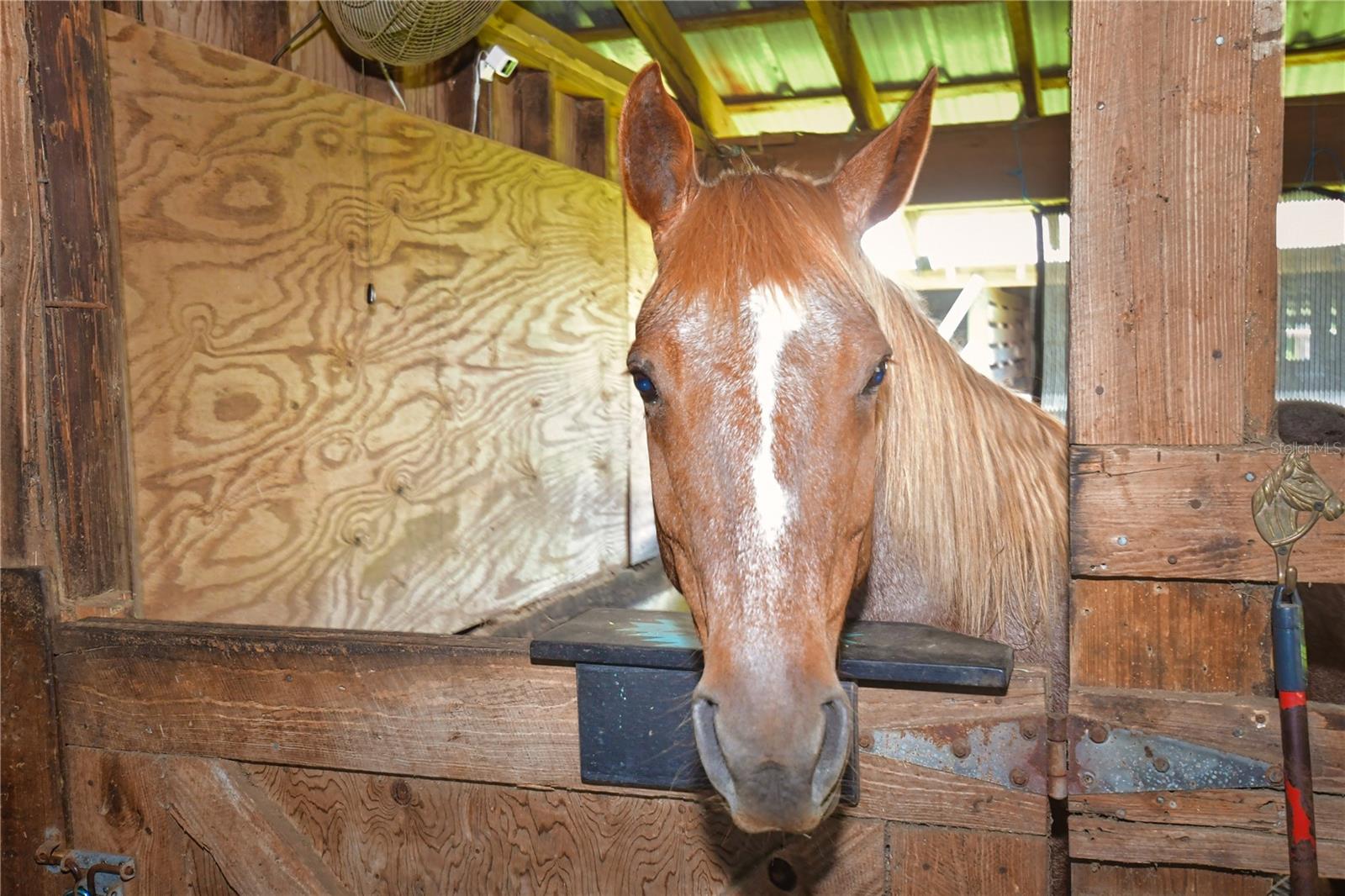 3204 STAGECOACH TRL, WIMAUMA, FL, 33598