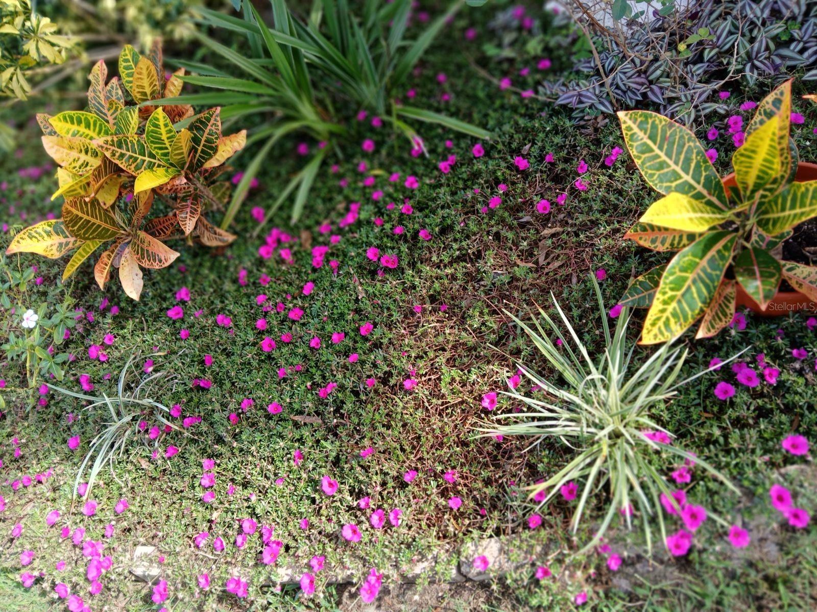 205 FRIESIAN WAY, SANFORD, FL, 32773