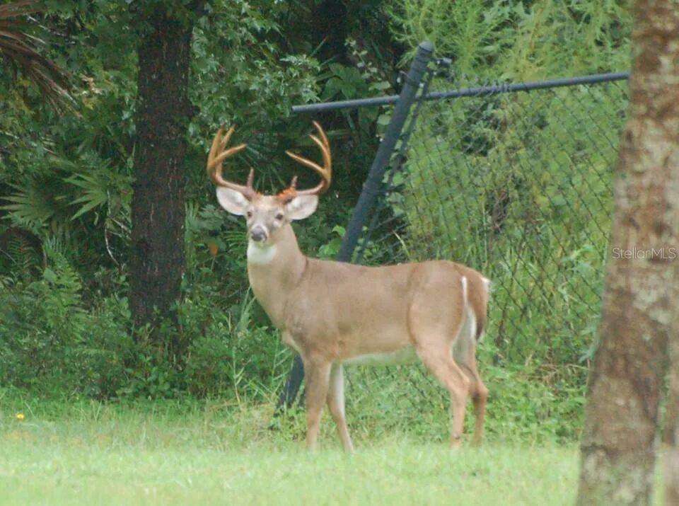 14815 LAKE PICKETT RD, ORLANDO, FL, 32820