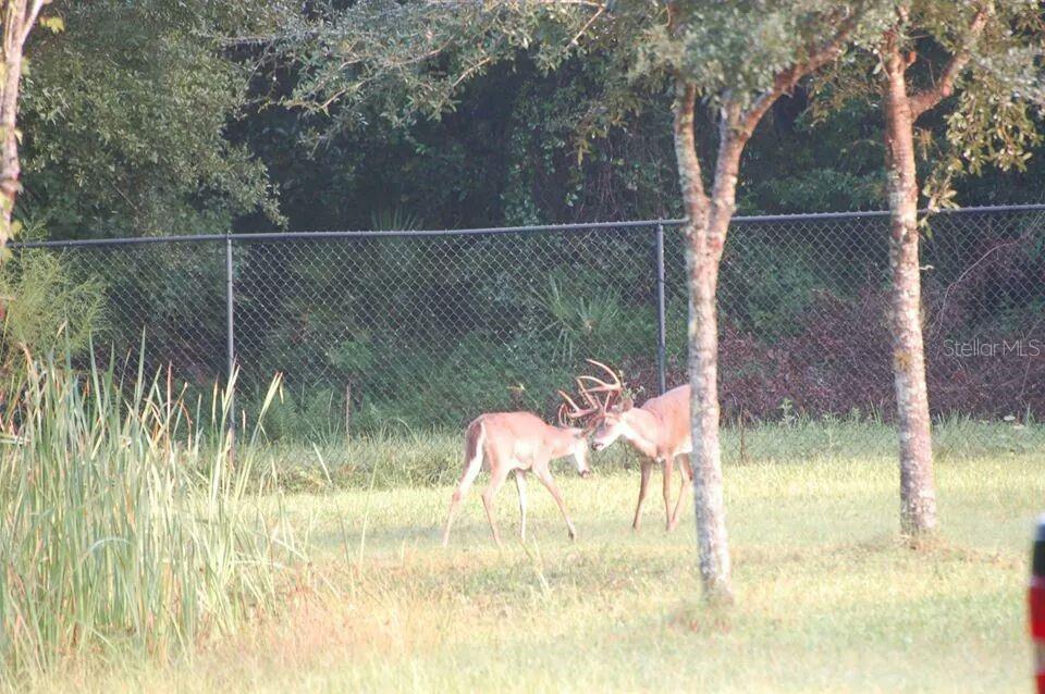 14815 LAKE PICKETT RD, ORLANDO, FL, 32820