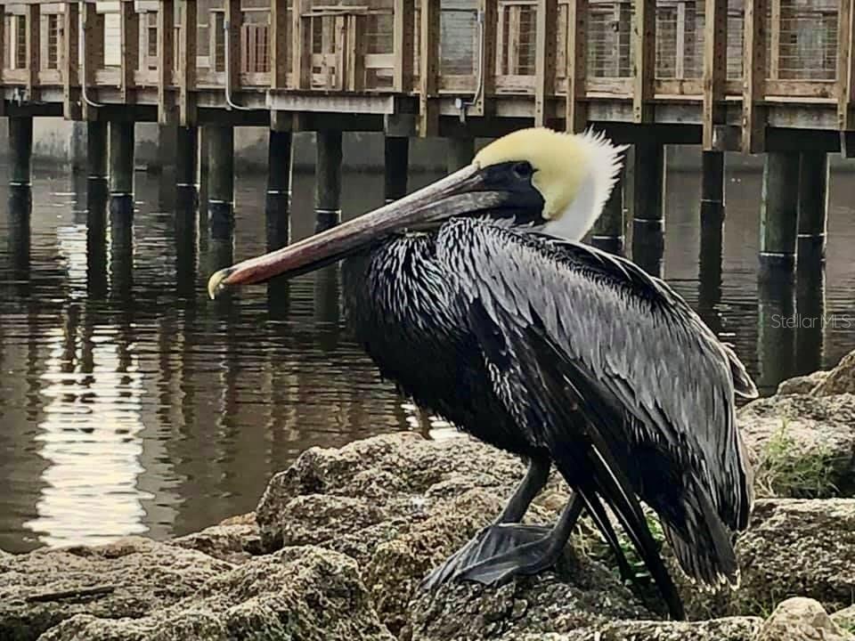 254 OCEAN PALM DR, FLAGLER BEACH, FL, 32136