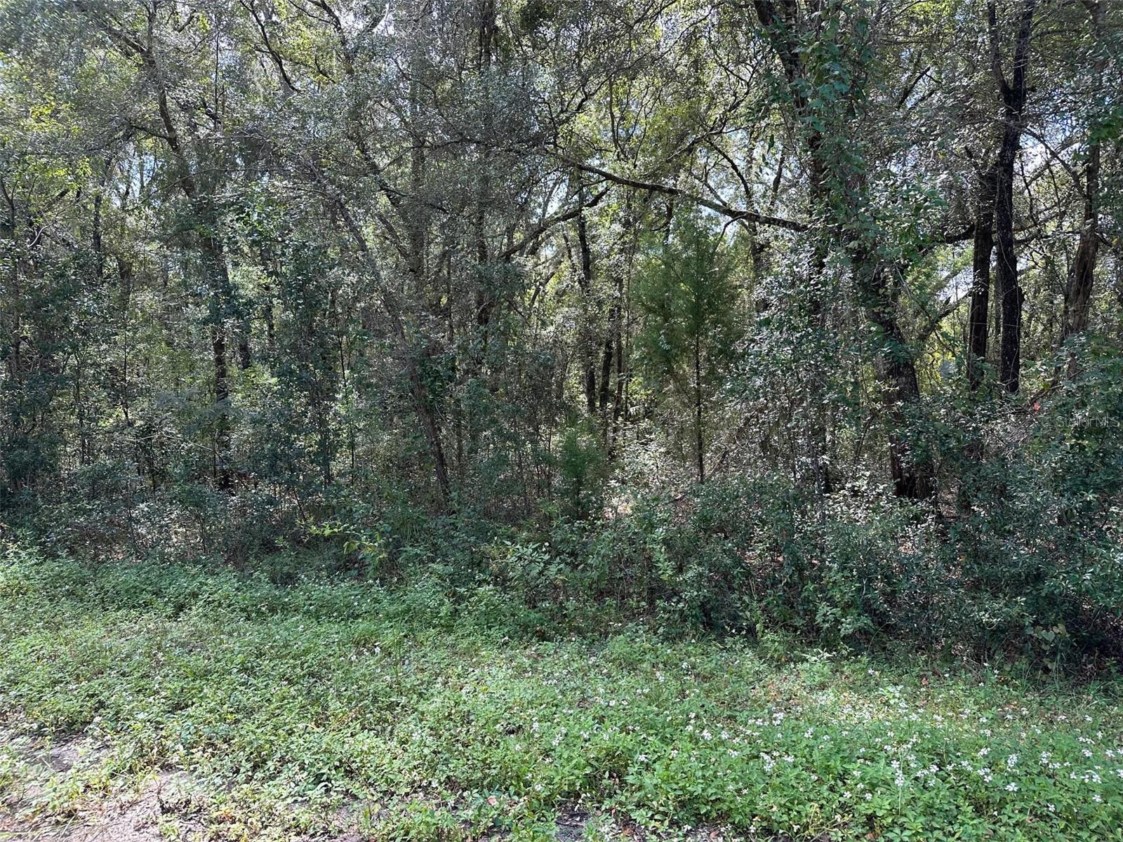 TBD GUAVA TERRACE PASS, OCKLAWAHA, FL, 32179