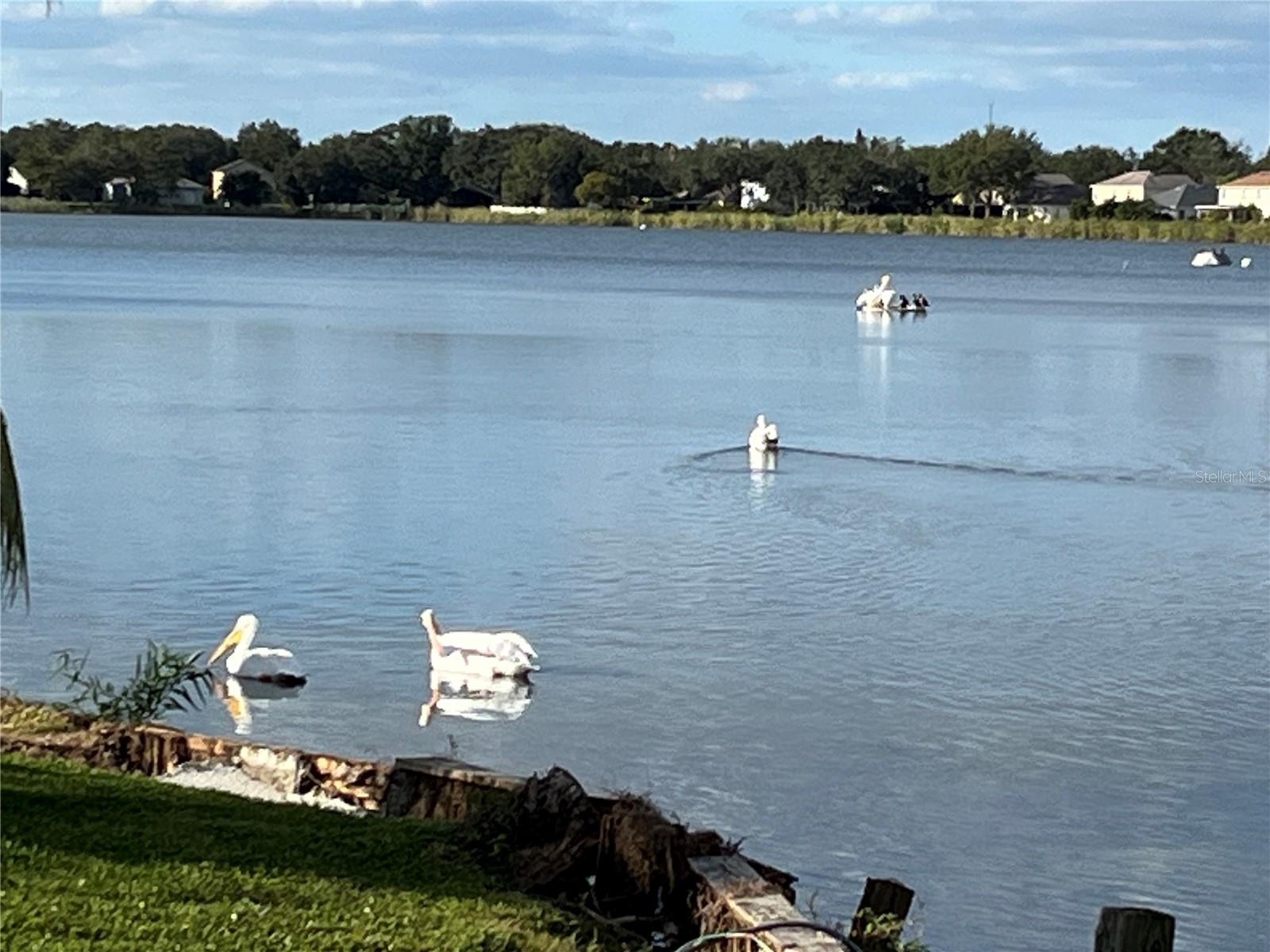 7123 COLONIAL LAKE DR, RIVERVIEW, FL, 33578