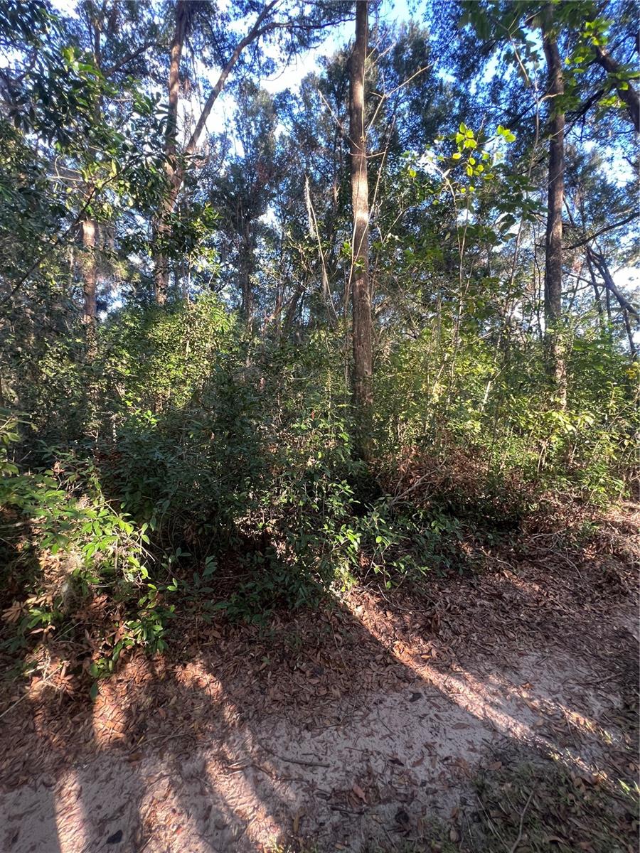 NW 38TH AVE, REDDICK, FL, 32686