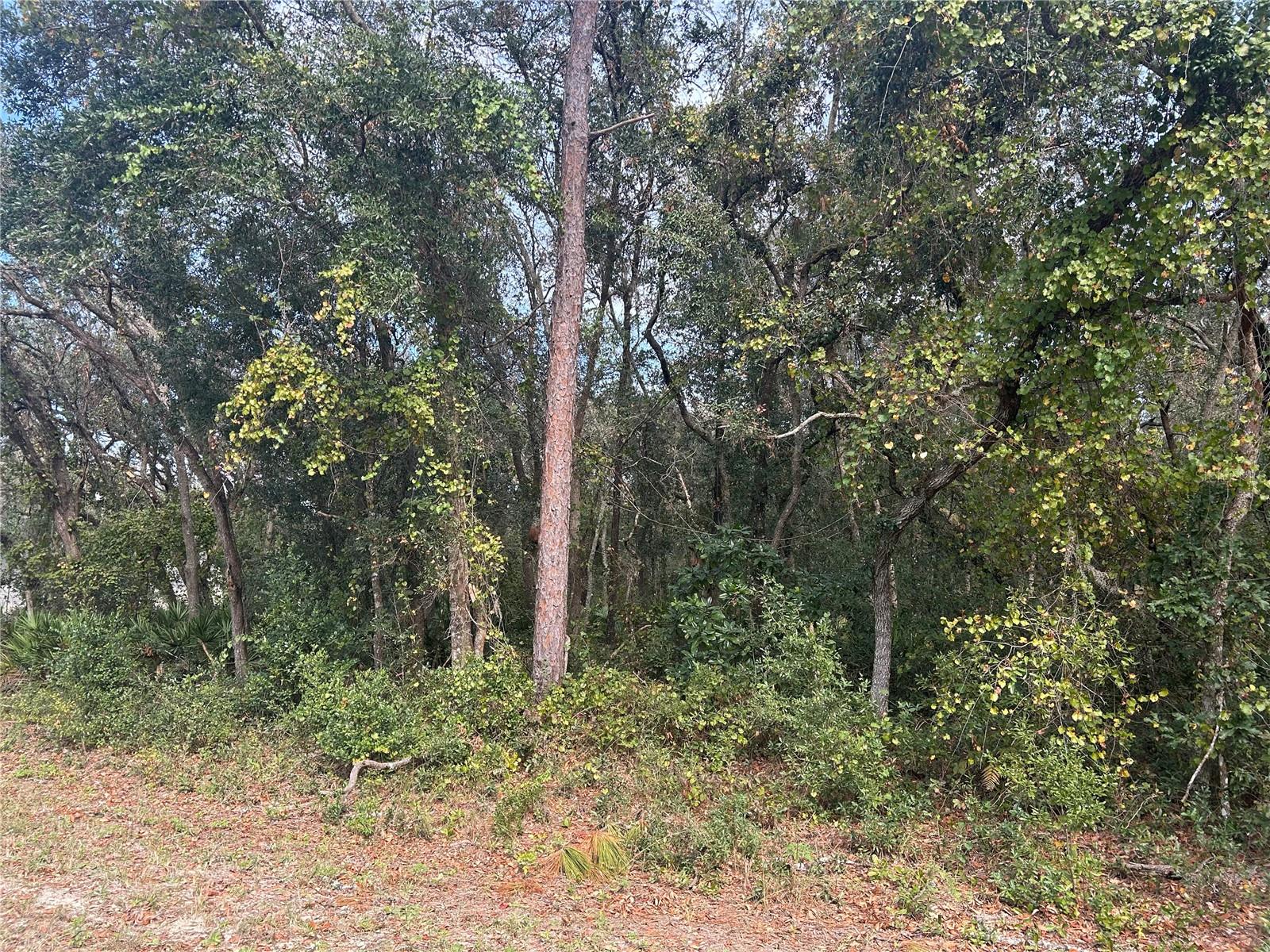 9114 REALSTONE DR, WEBSTER, FL, 33597