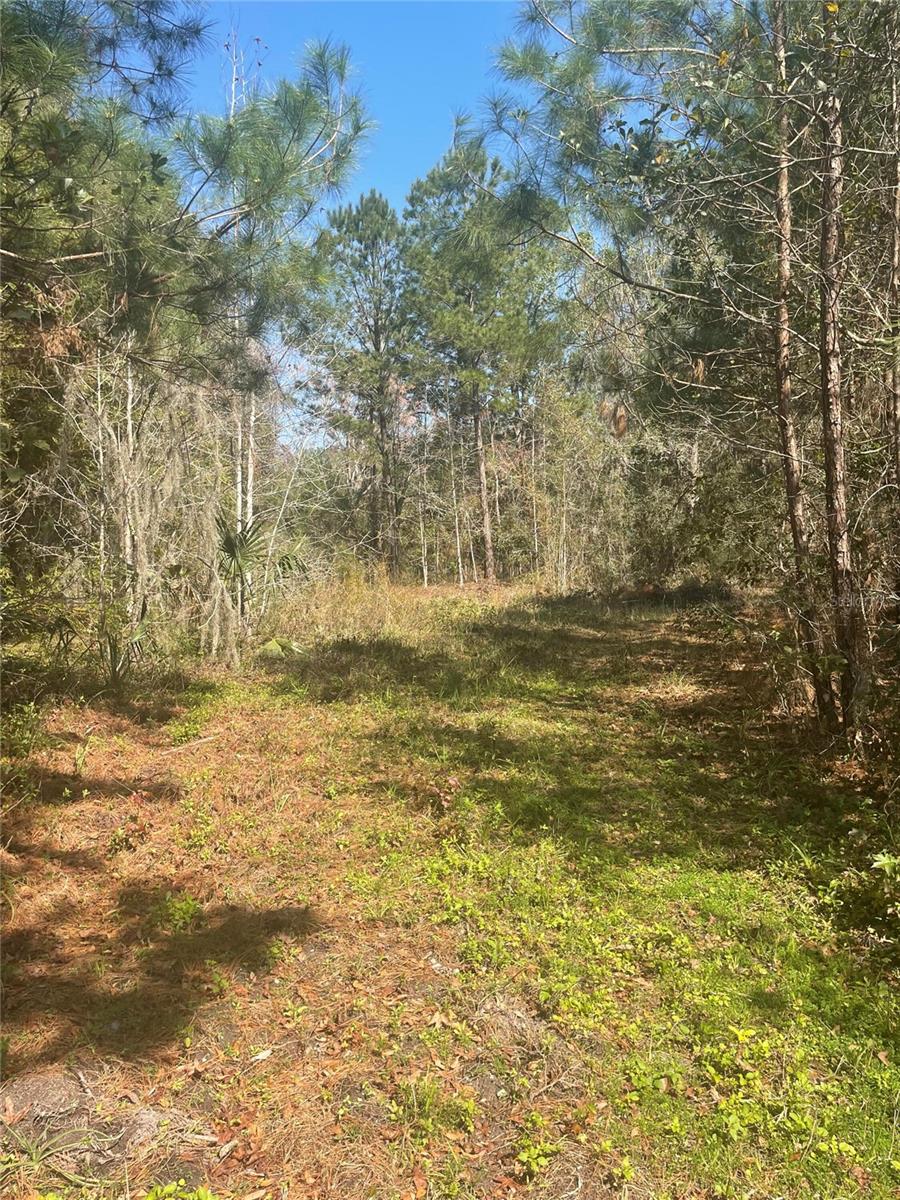 16805 HIGHWAY 441 S, MICANOPY, FL, 32667