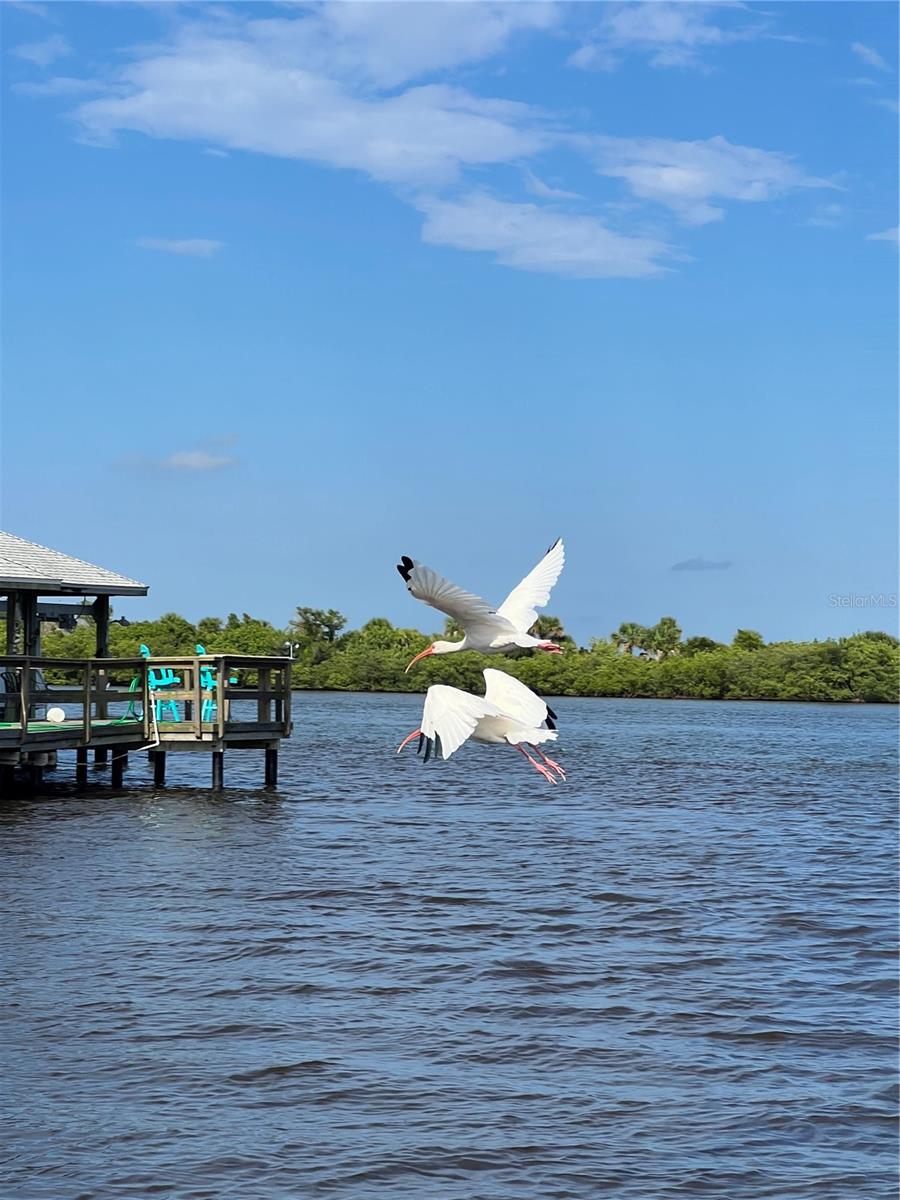 3325 PINTELLO AVE, NEW SMYRNA BEACH, FL, 32168