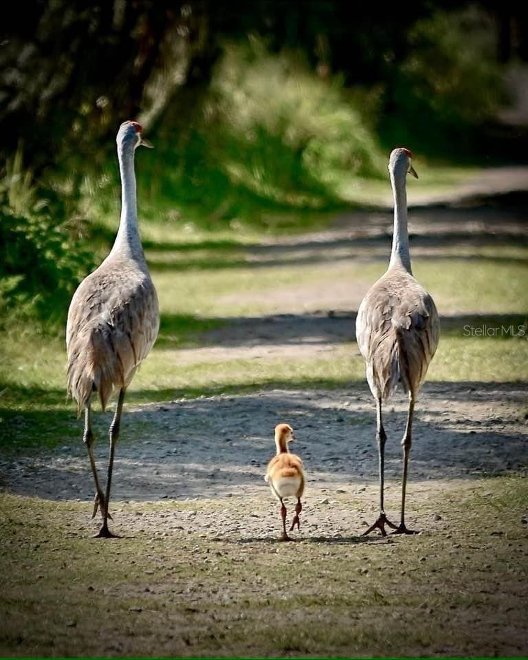 101 LA CRESTA CT, DAVENPORT, FL, 33837