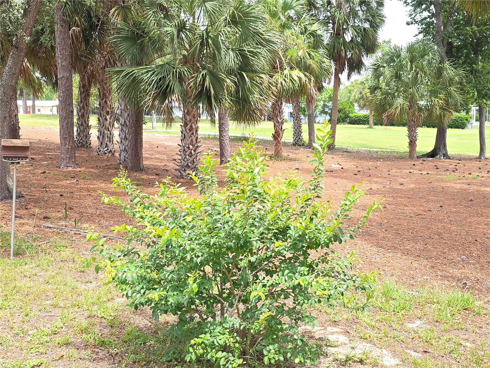14783 BROOKRIDGE BLVD, BROOKSVILLE, FL, 34613