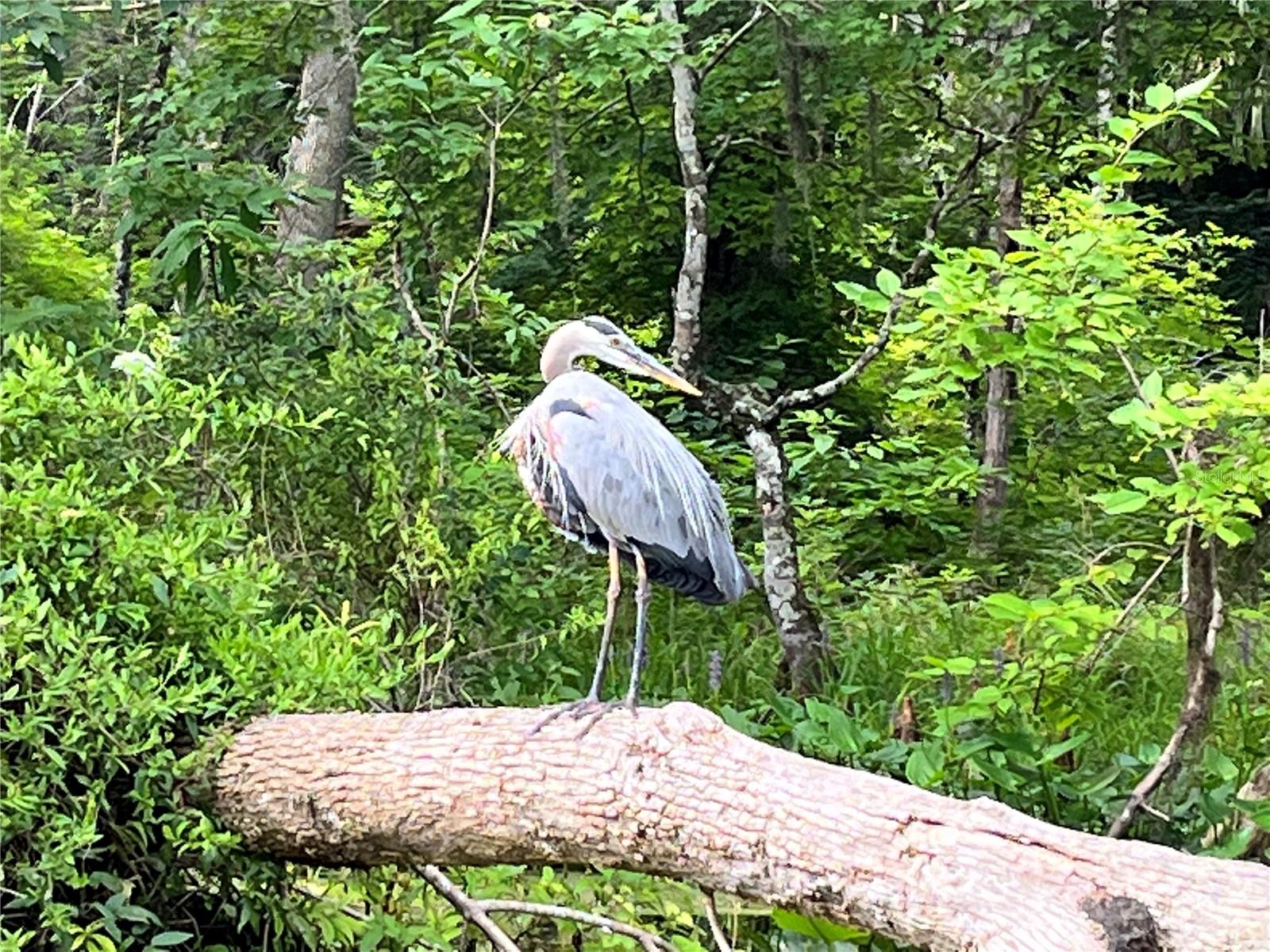 10323 NE 28TH LOOP, SILVER SPRINGS, FL, 34488