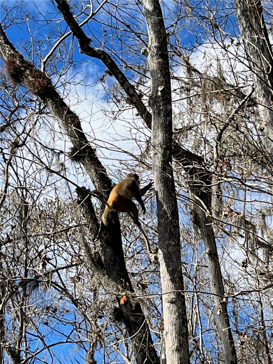 10323 NE 28TH LOOP, SILVER SPRINGS, FL, 34488