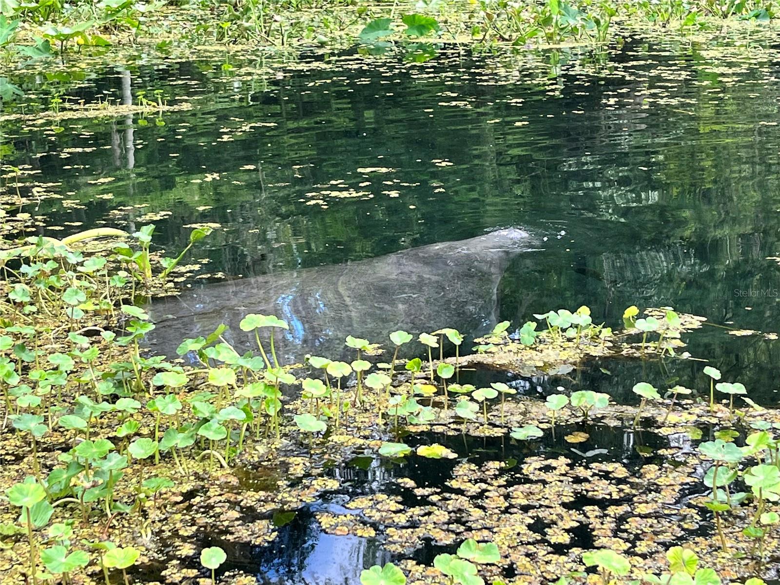 10323 NE 28TH LOOP, SILVER SPRINGS, FL, 34488