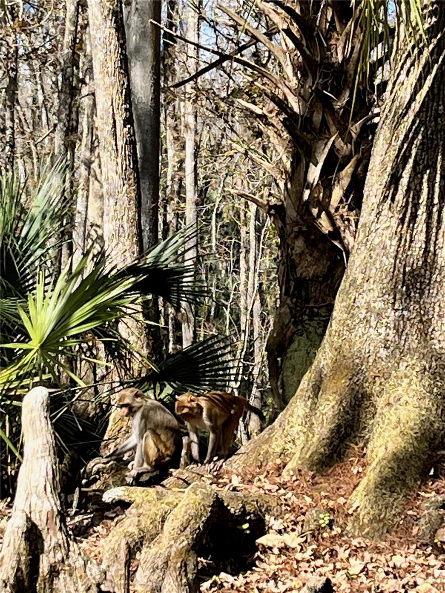 10323 NE 28TH LOOP, SILVER SPRINGS, FL, 34488