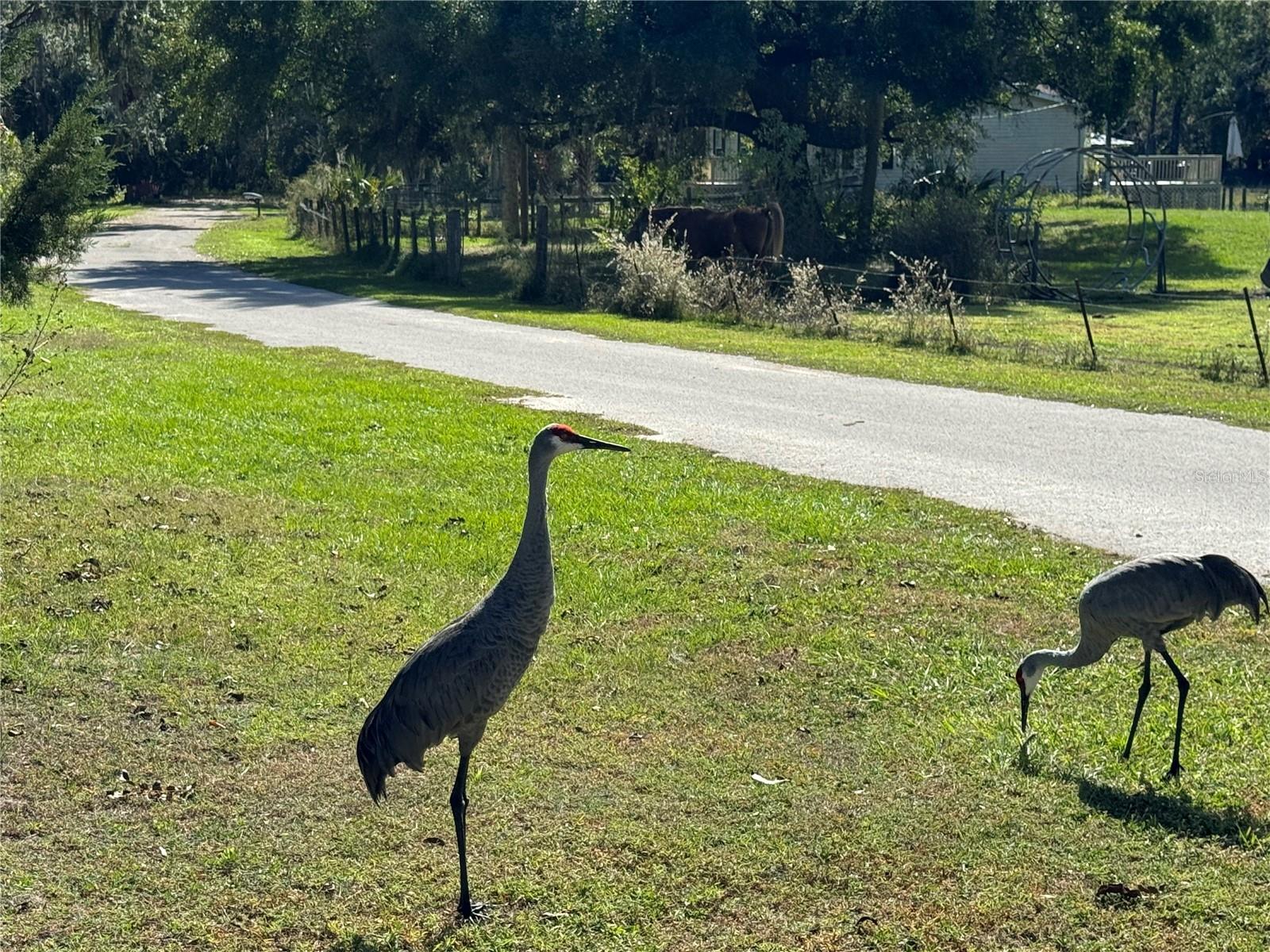 00 NW 217TH ST, MICANOPY, FL, 32667