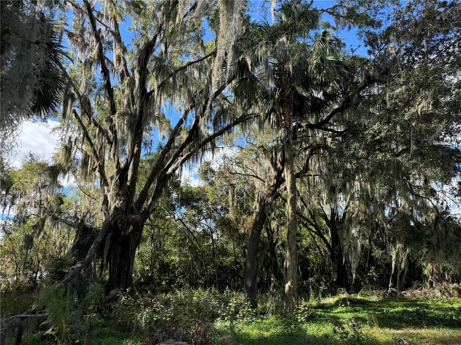 00 NW 217TH ST, MICANOPY, FL, 32667