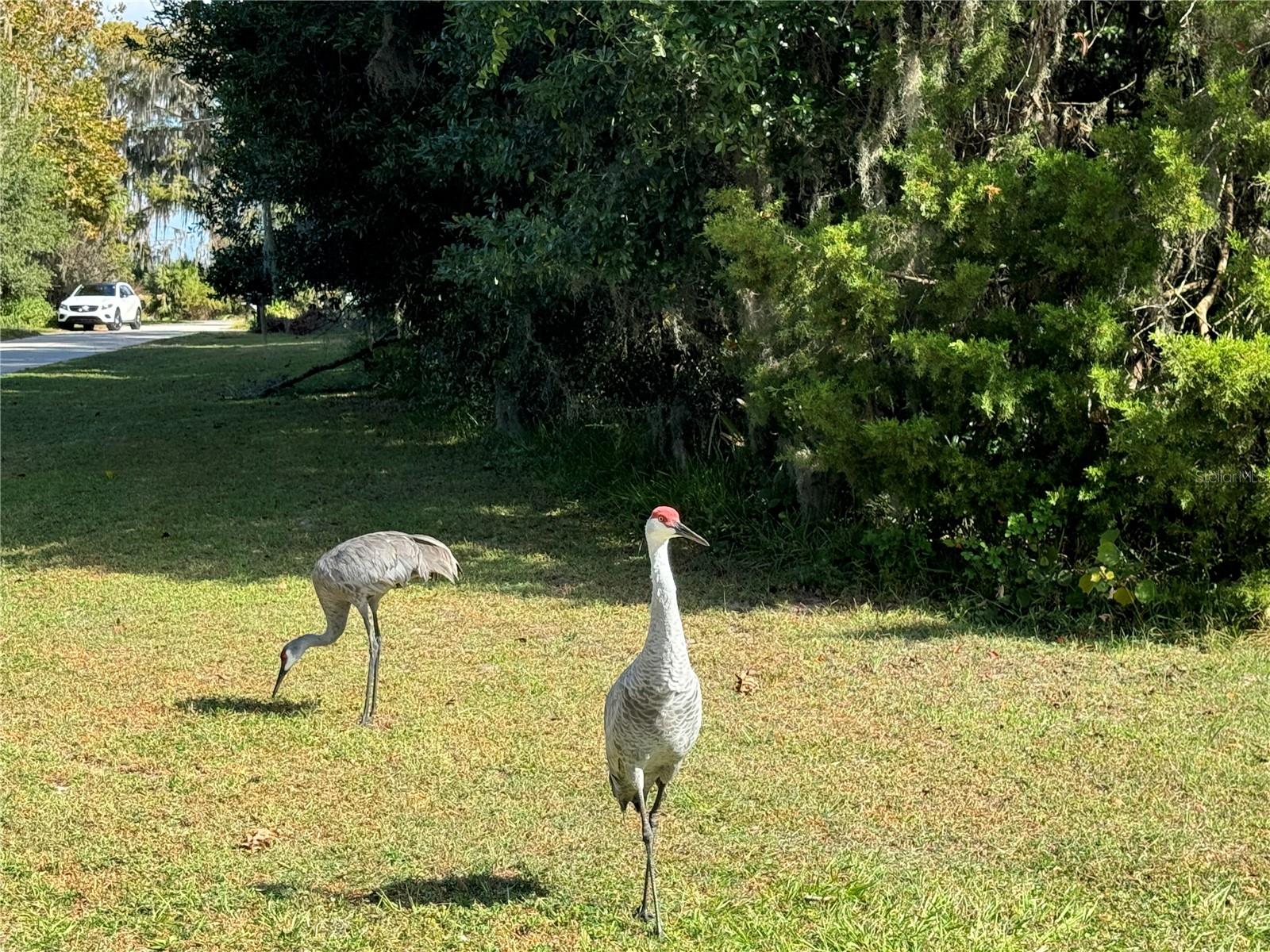 00 NW 217TH ST, MICANOPY, FL, 32667