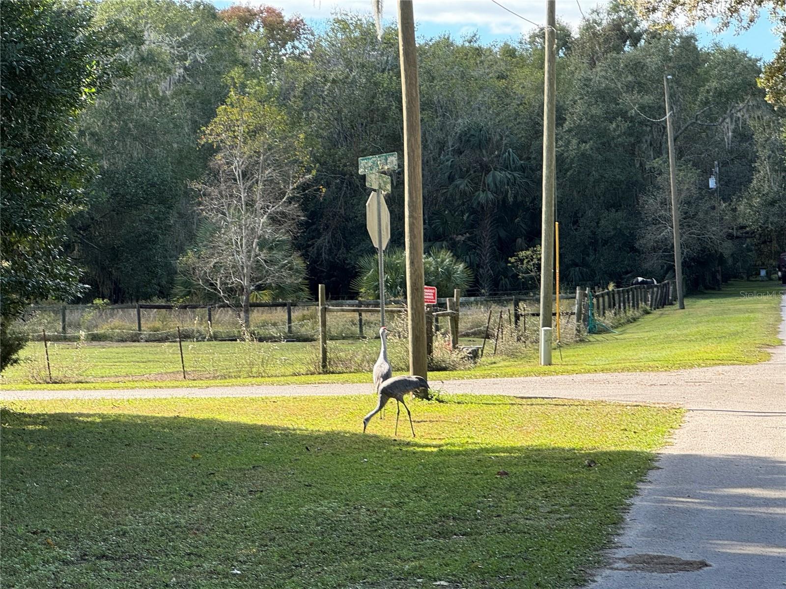 00 NW 217TH ST, MICANOPY, FL, 32667