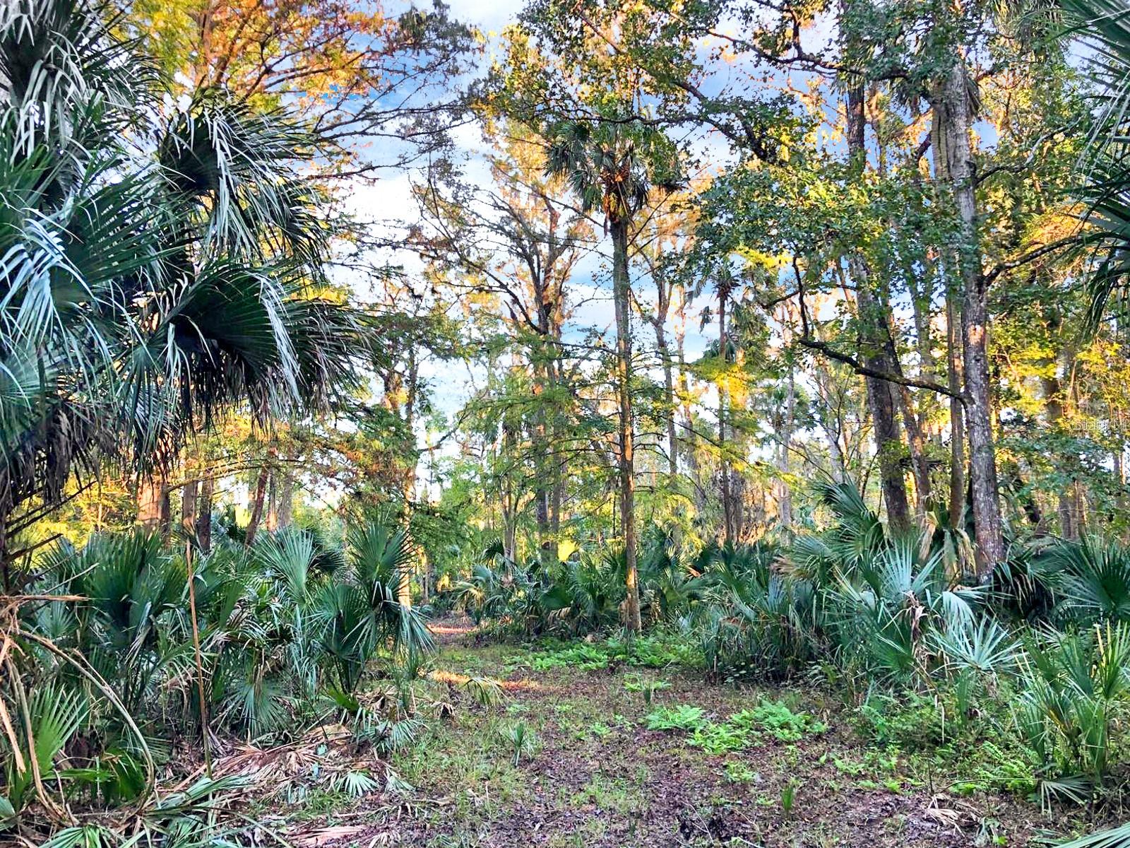 BRONSON RD, SORRENTO, FL, 32776