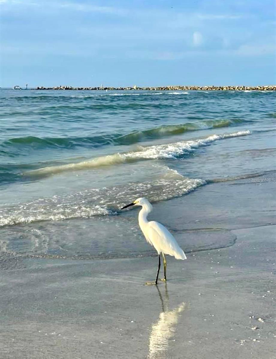 1230 GULF BLVD #508, CLEARWATER BEACH, FL, 33767