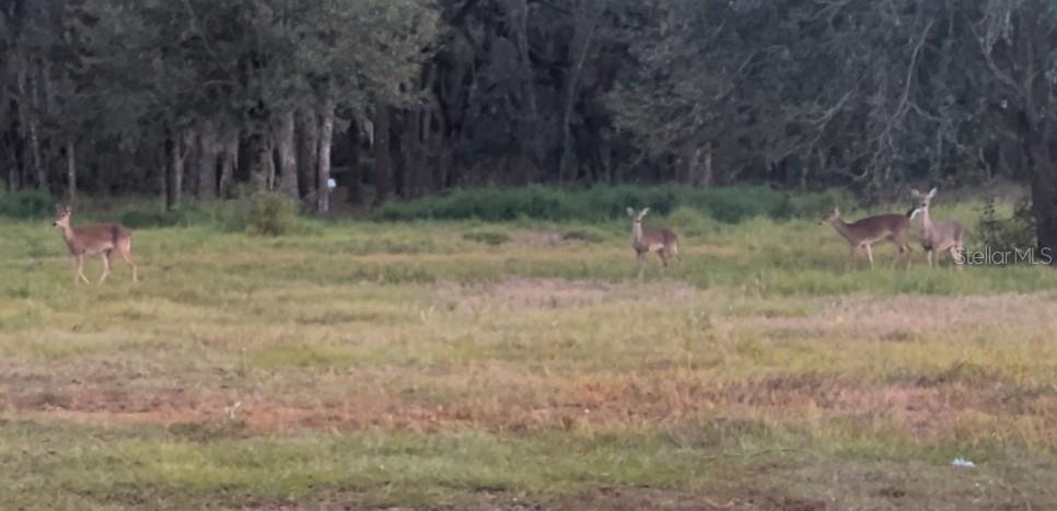 GREENBRIAR RD, LAKELAND, FL, 33810